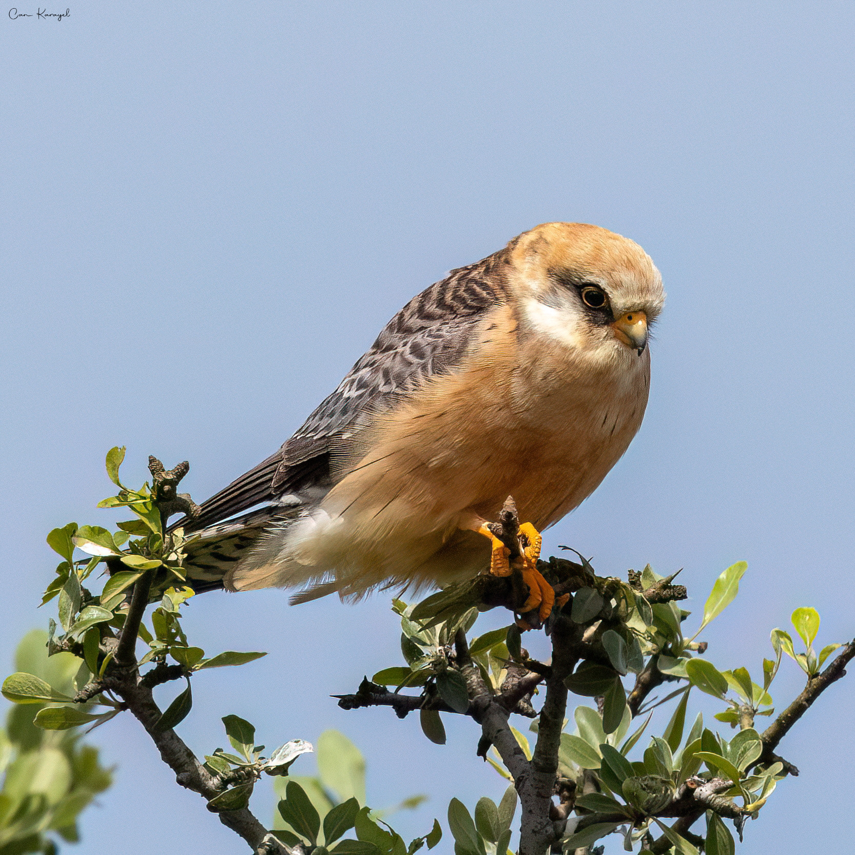 Red-footed Falcon / ıstanbul
