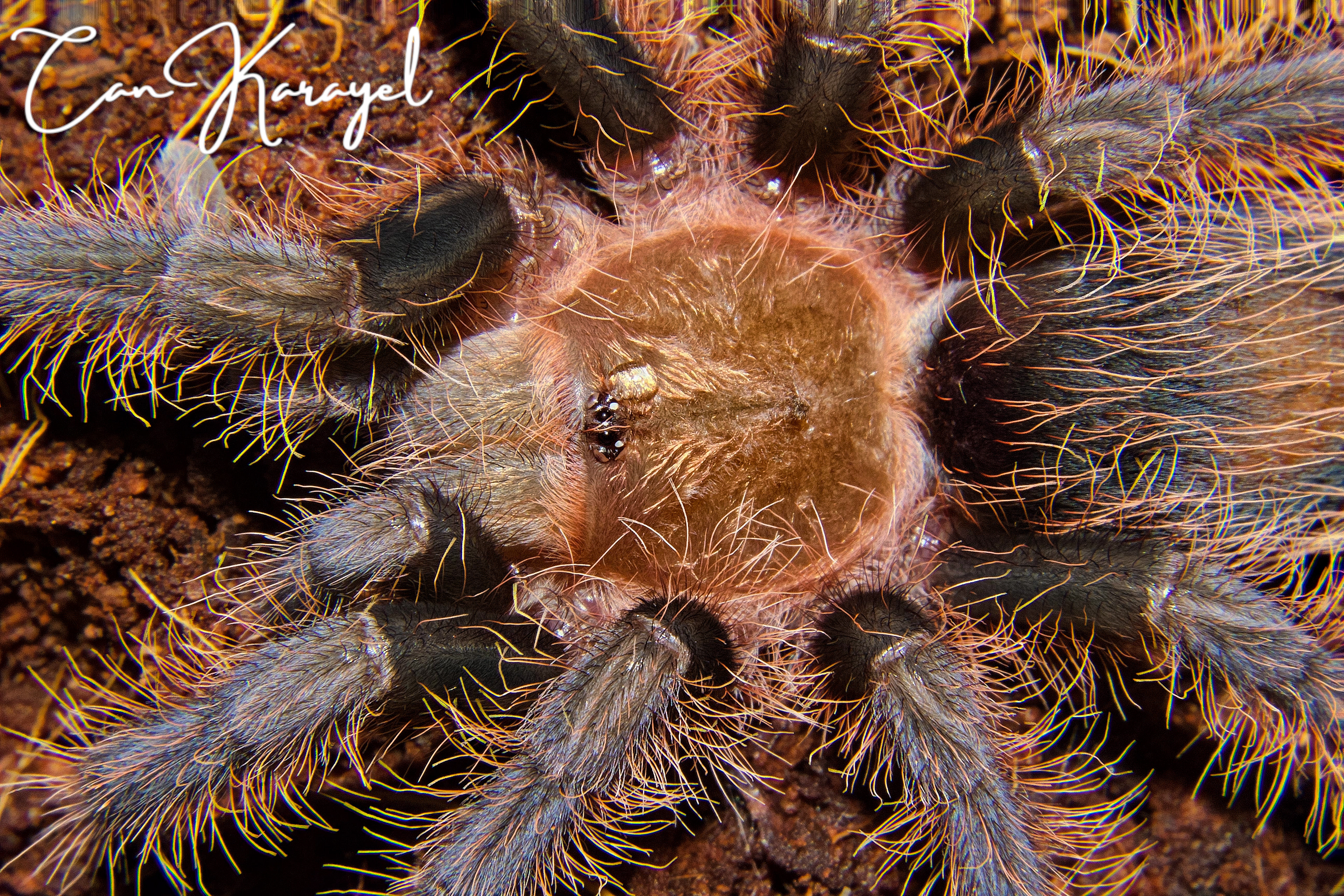 curly haır tarantula