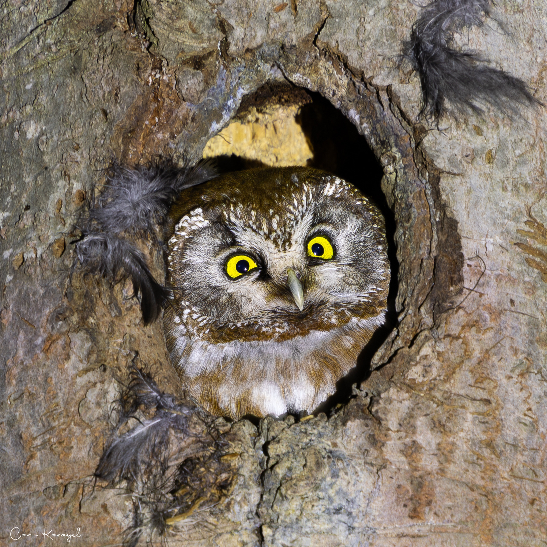 Boreal Owl / ıstanbul