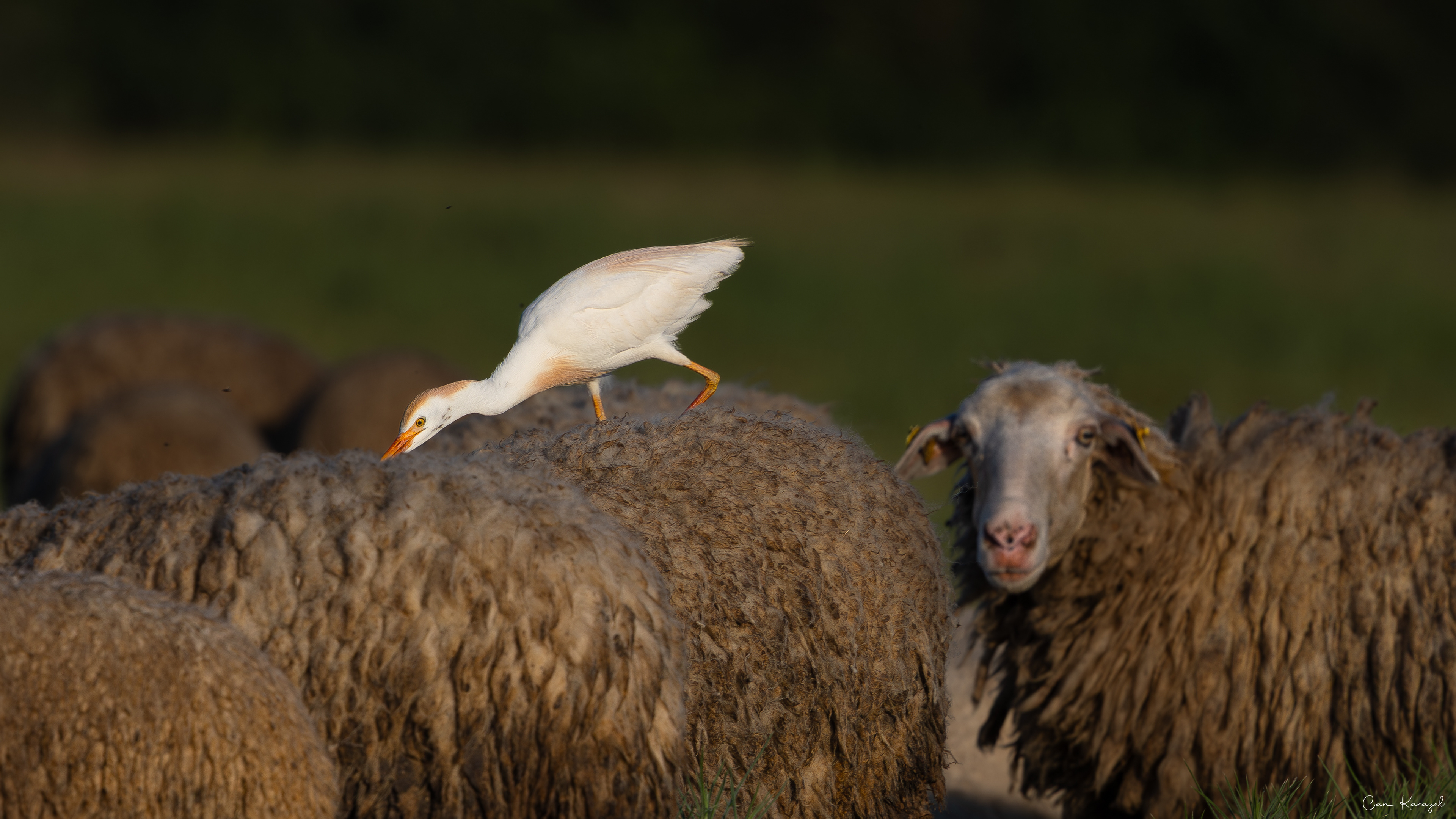 Cattle Egret / Istanbul