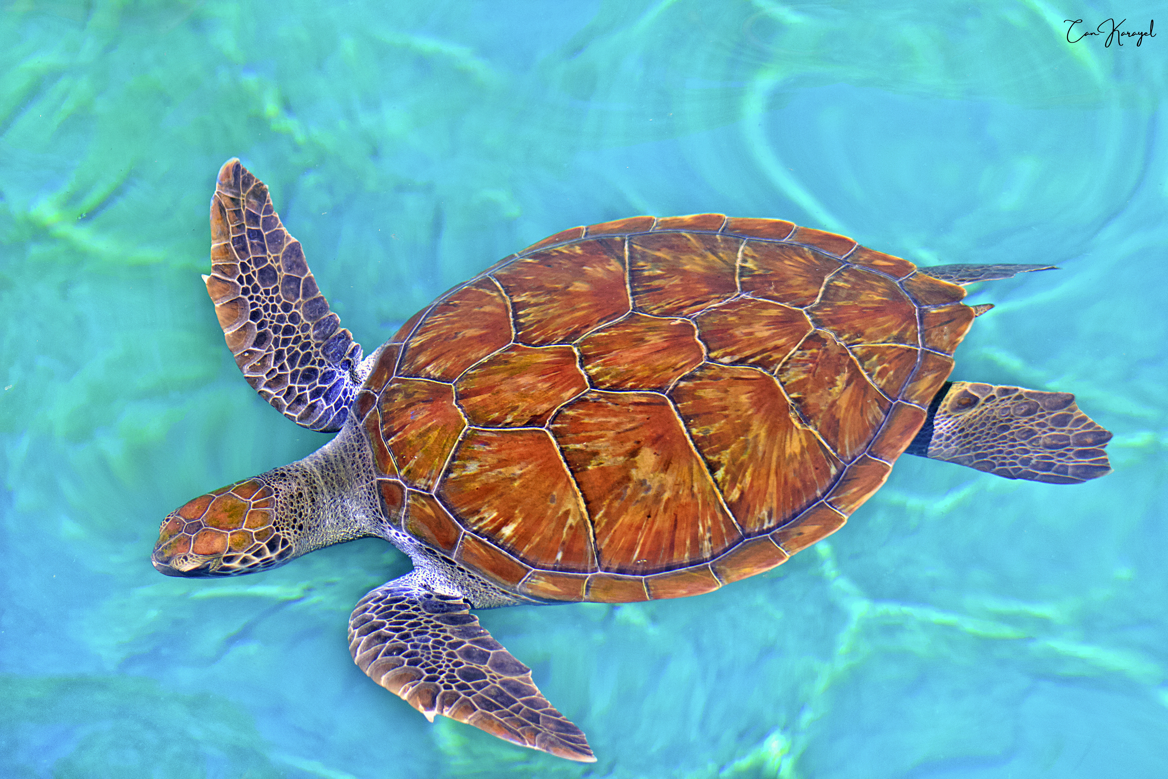 green turtle / Antalya