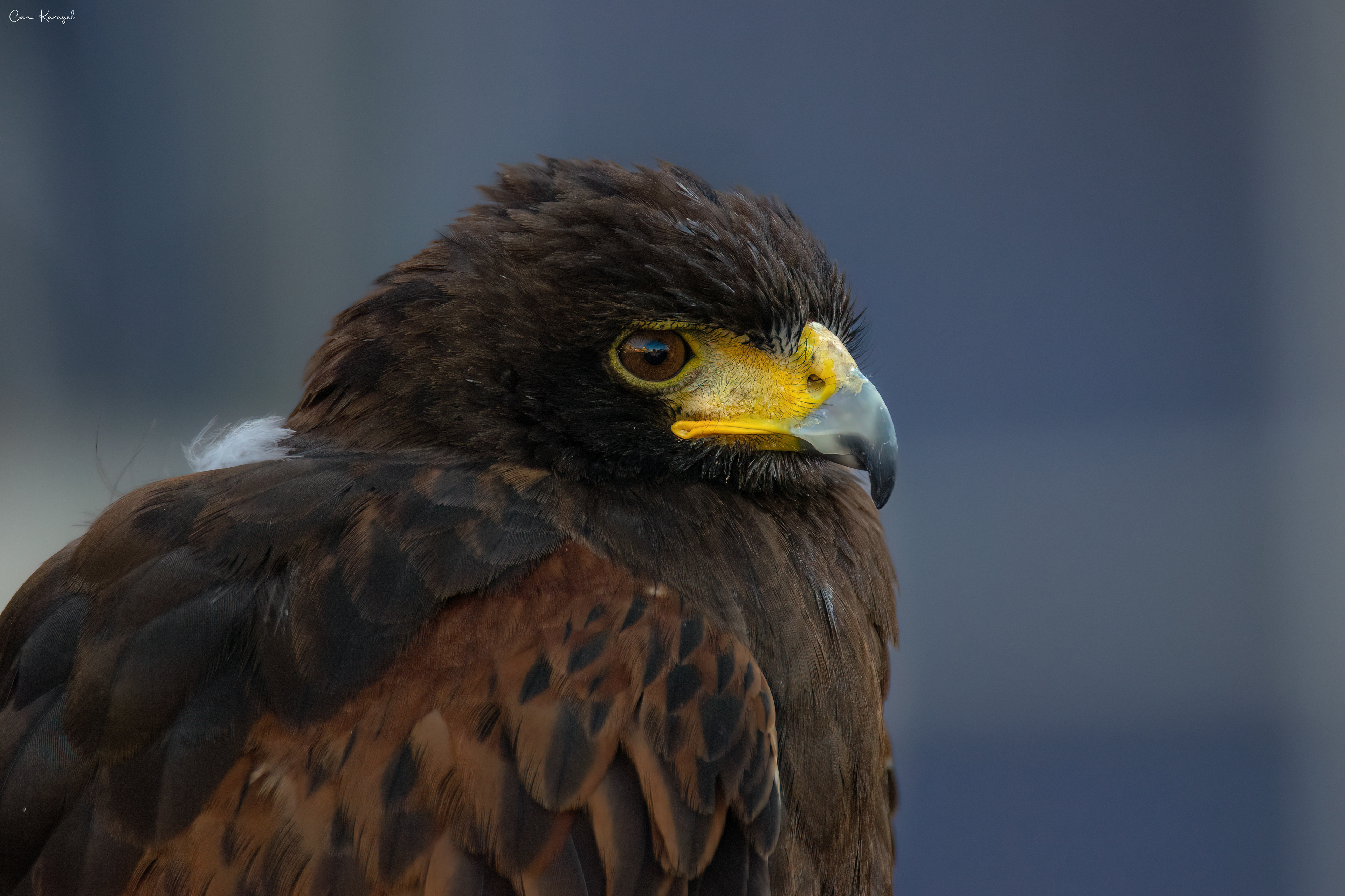 harrıs's hawk / porto
