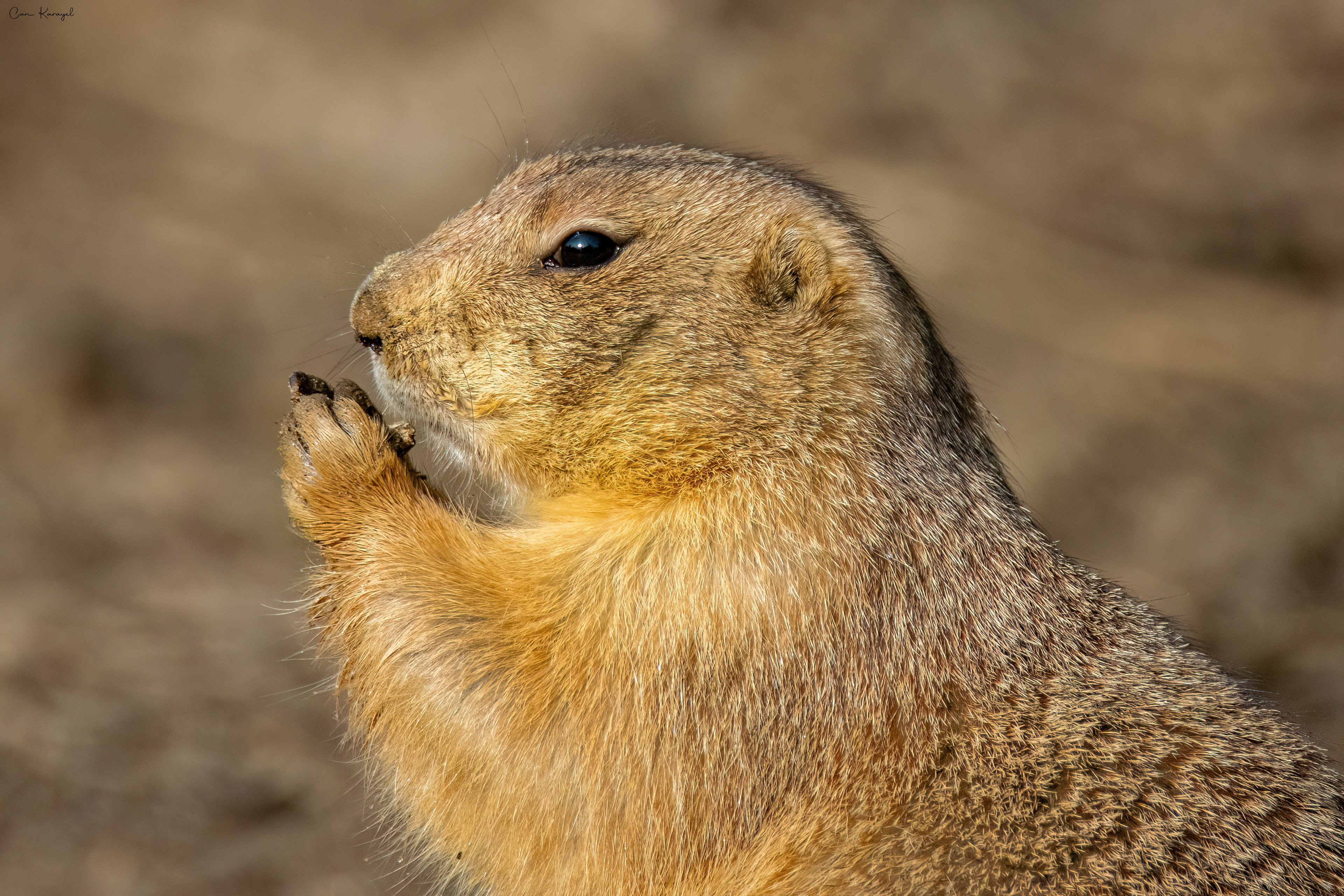 Praırıe dog / PORTO