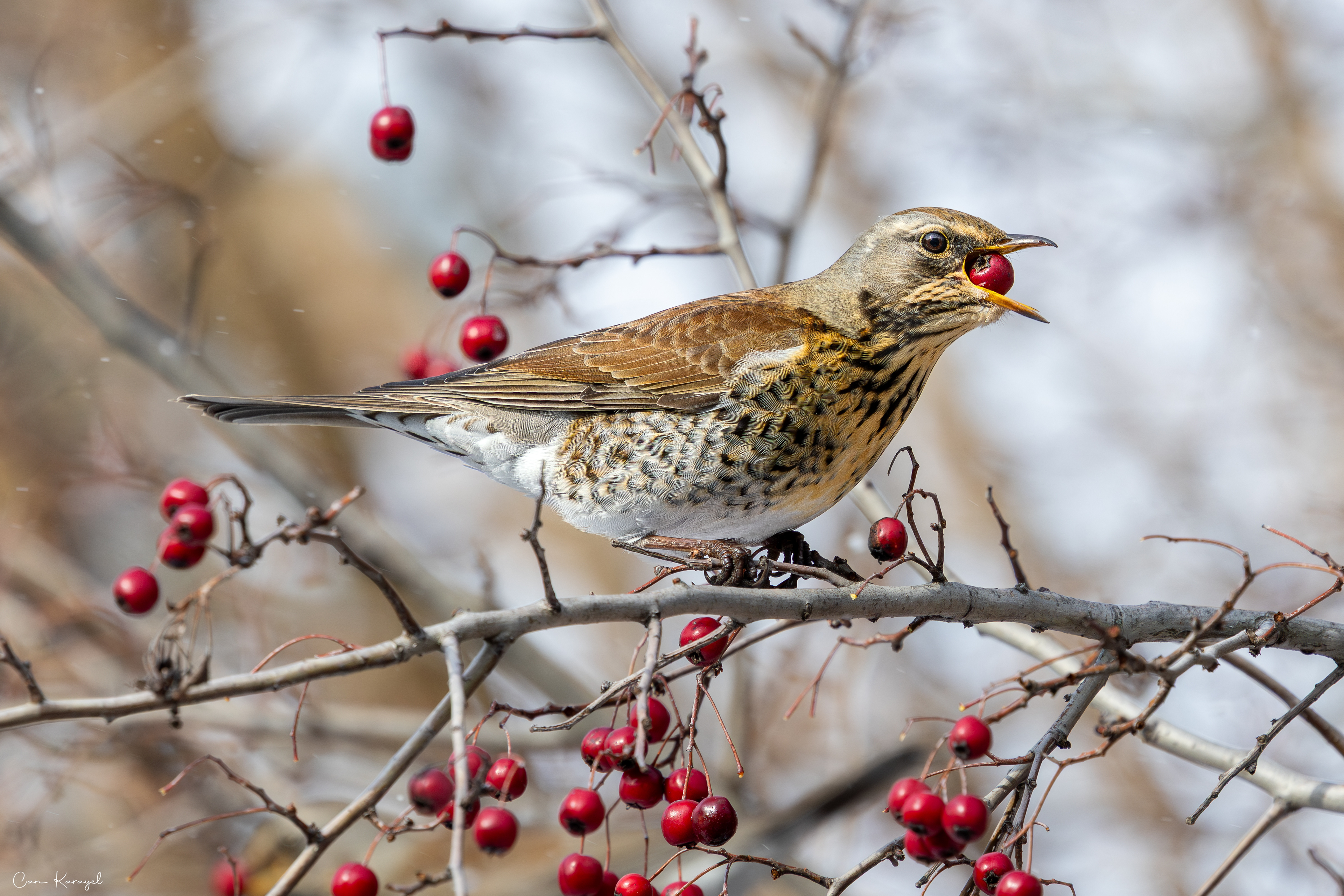 Fıeldfare / ıstanbul