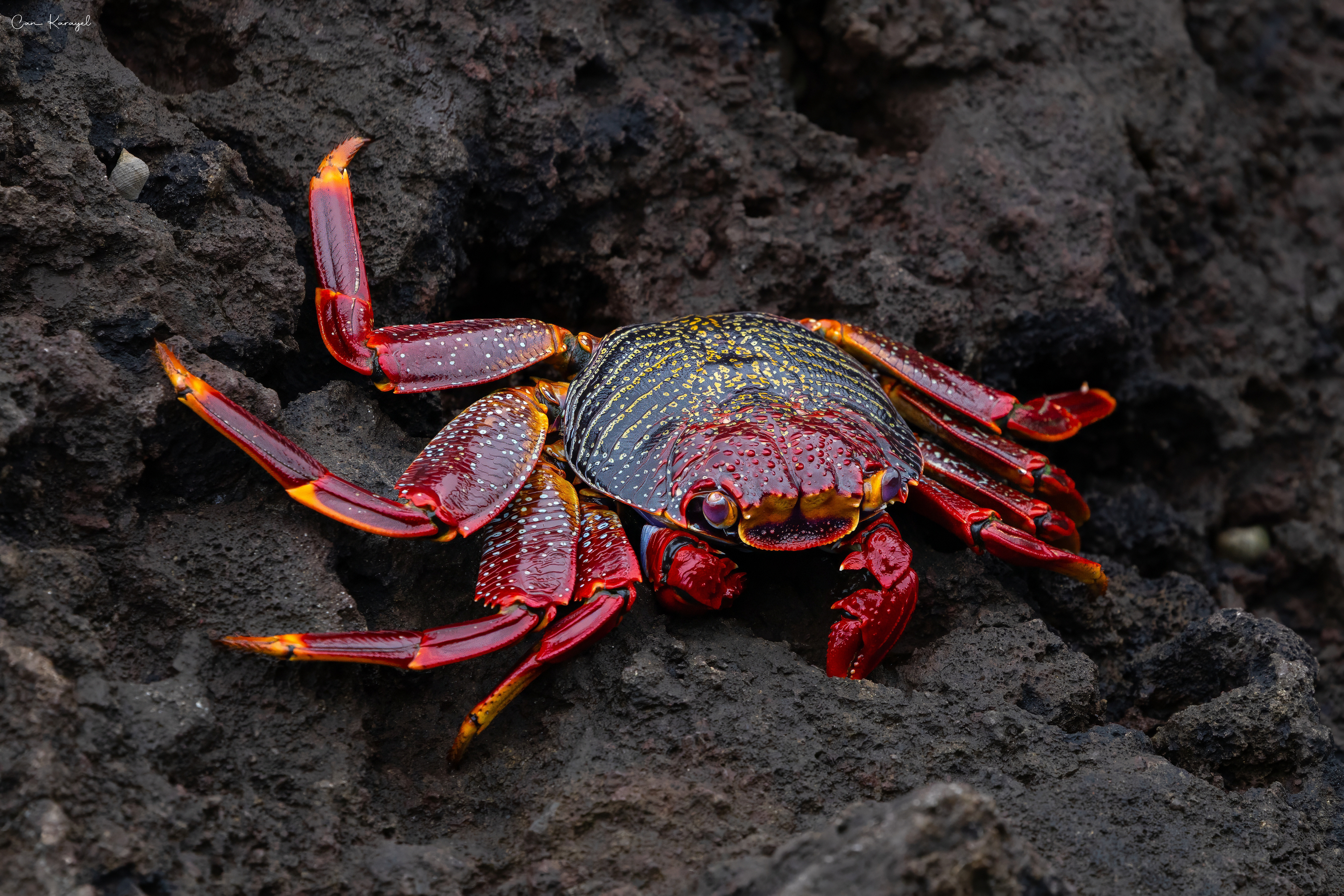 Grapsus adscensionis / MAdeıra