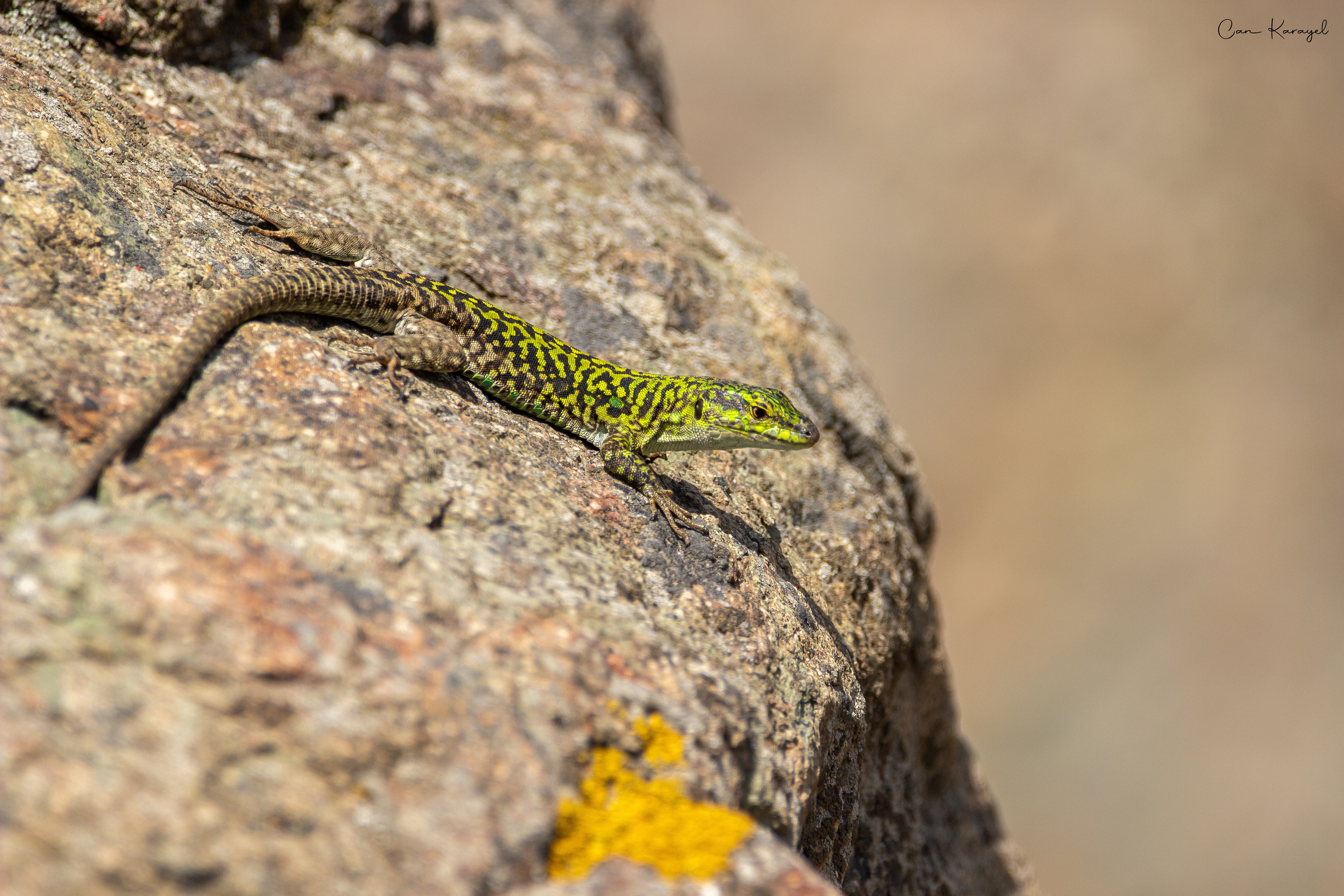 common wall lızard / ıstanbul