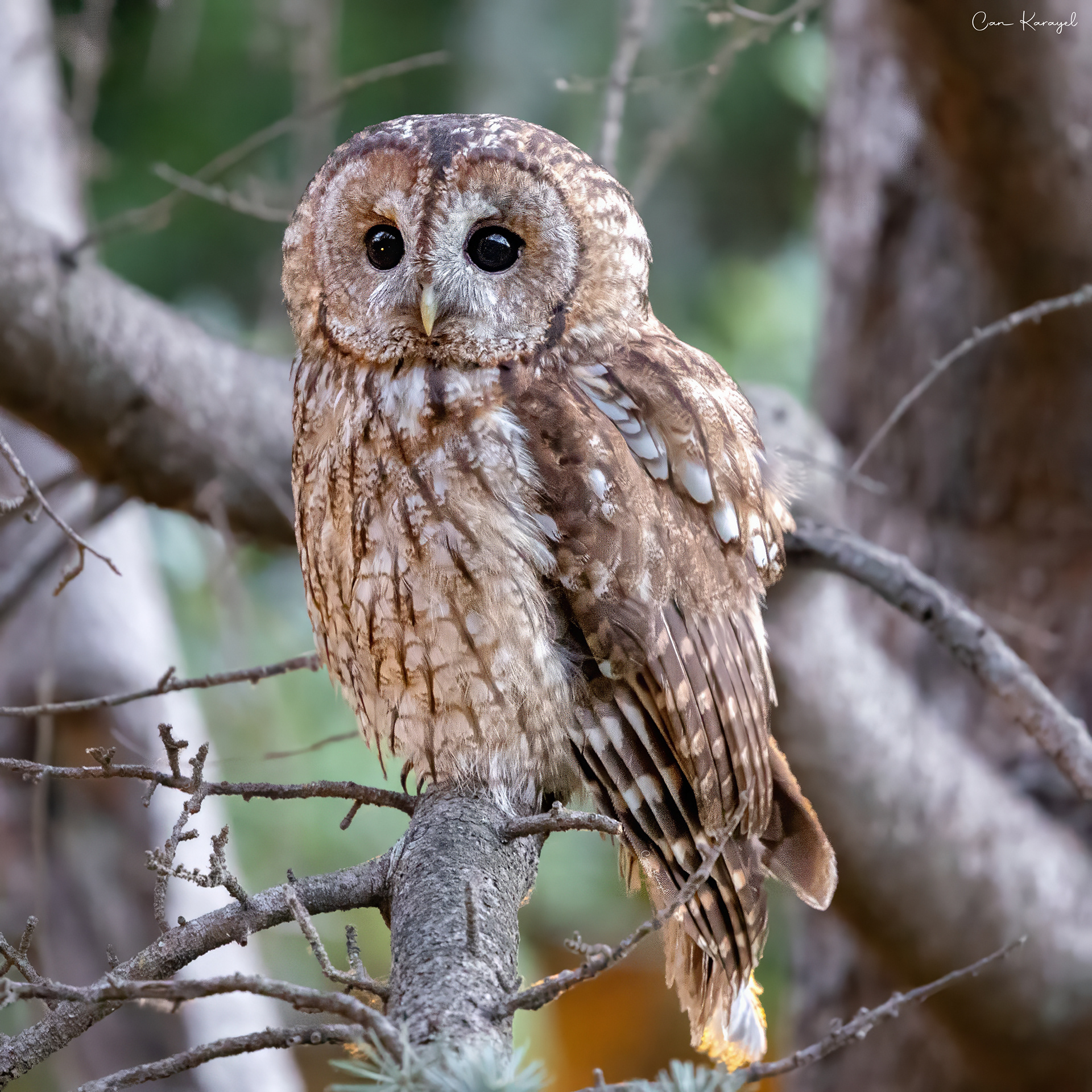 Tawny Owl / Istanbul