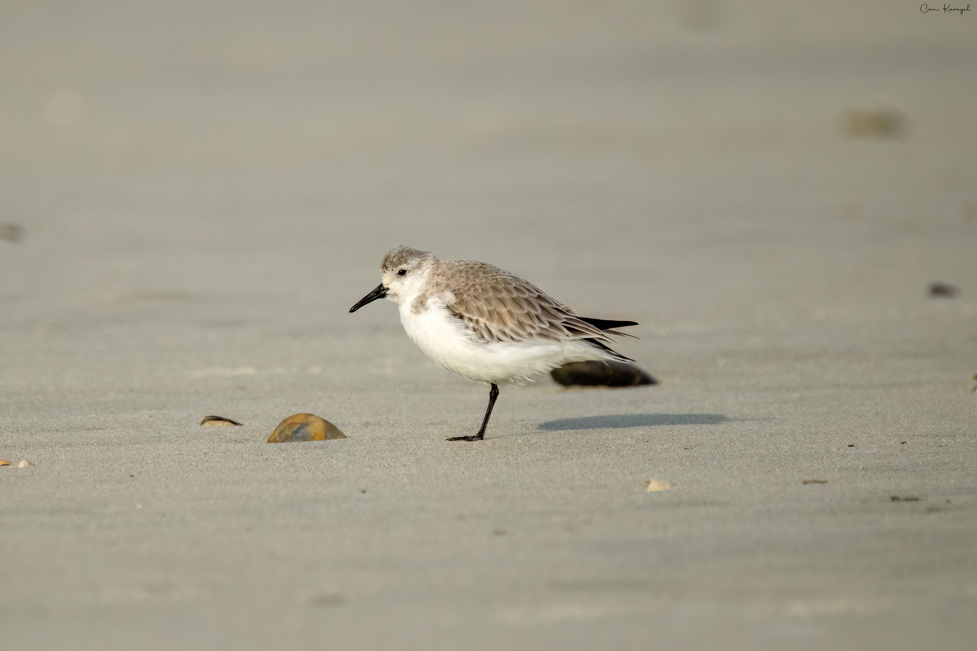 Sanderlın / Portımao