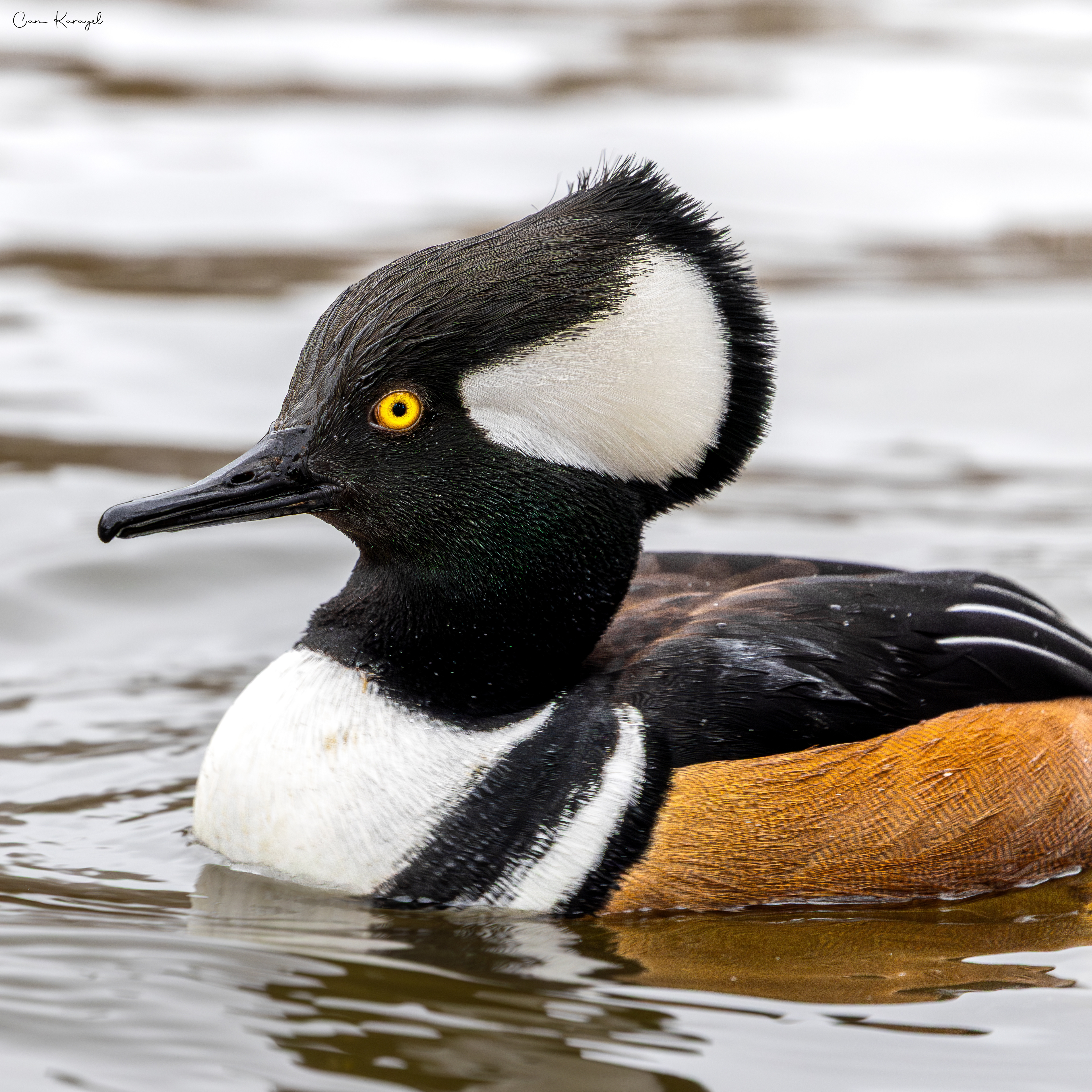 Hooded merganser / london