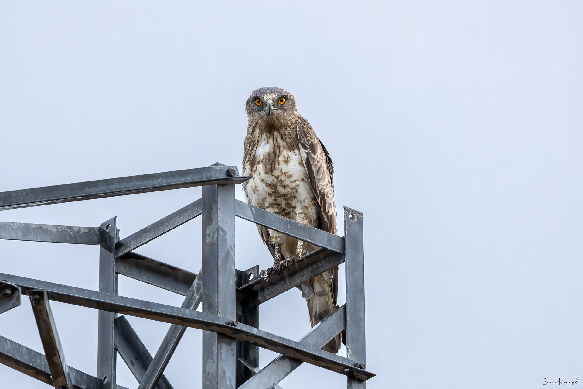  Short-toed Snake Eagle / ıstanbul
