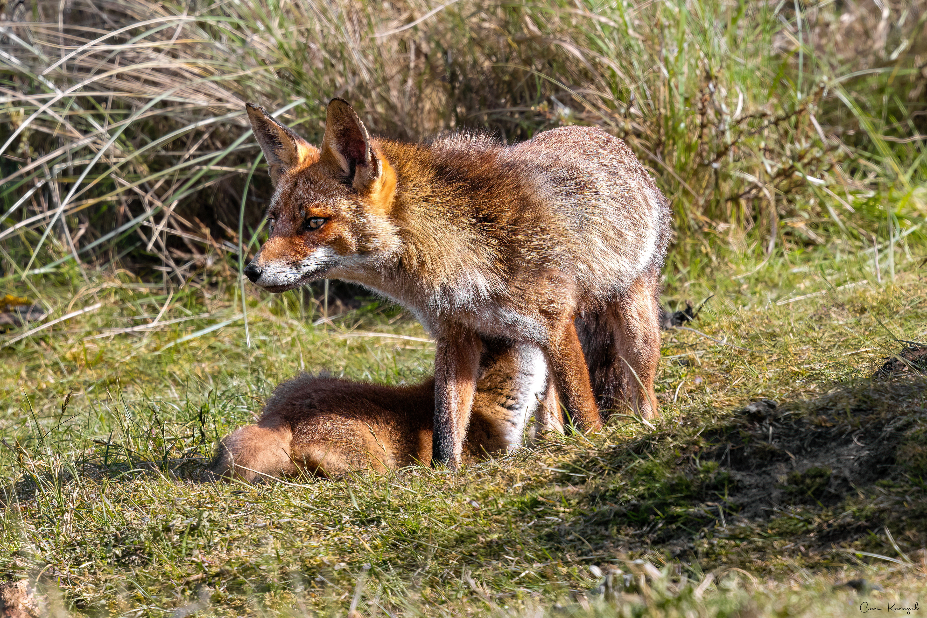 Red Fox / AMSTERDAM