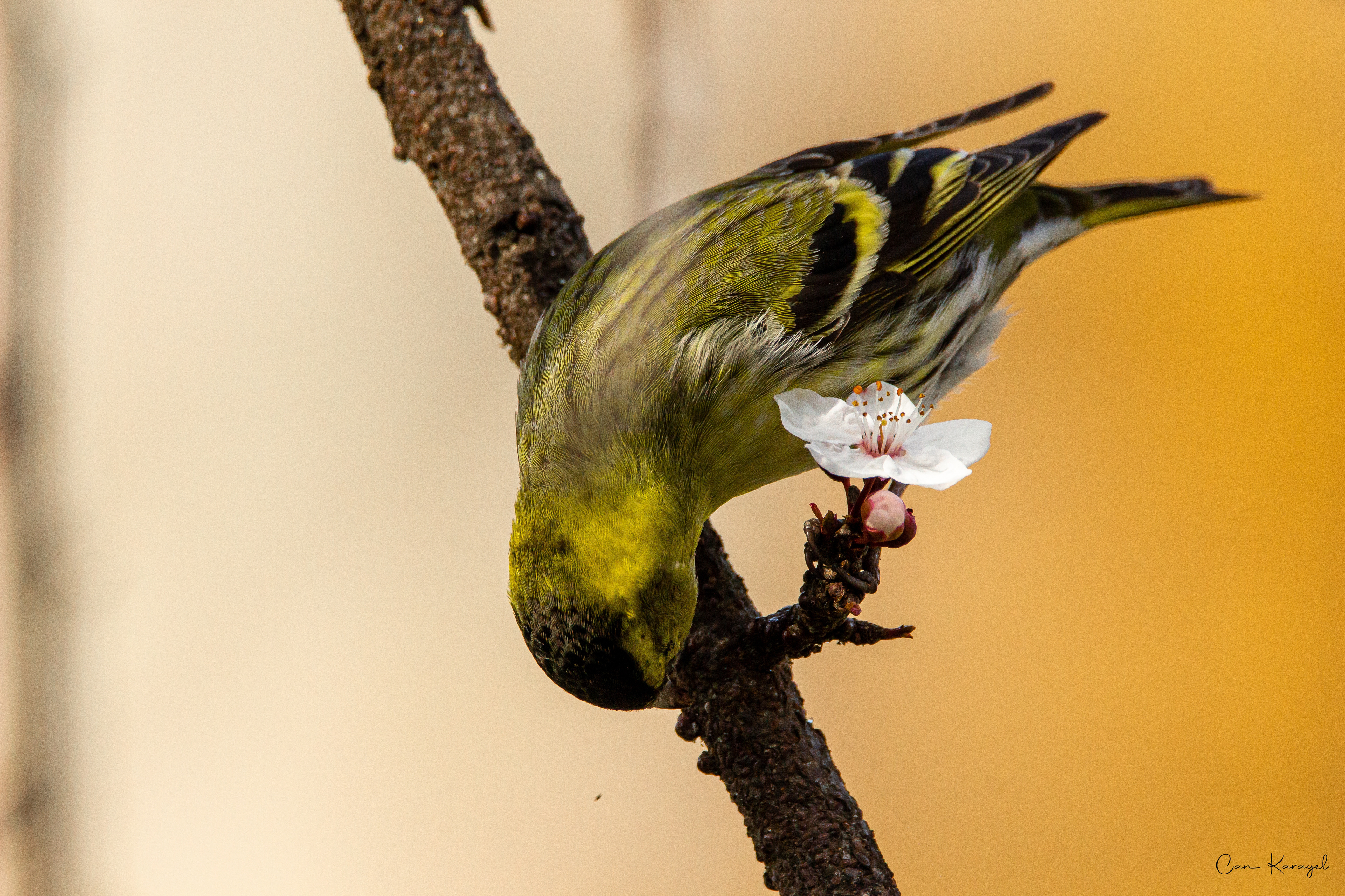 Eurasıan Sıskın / ıstanbul