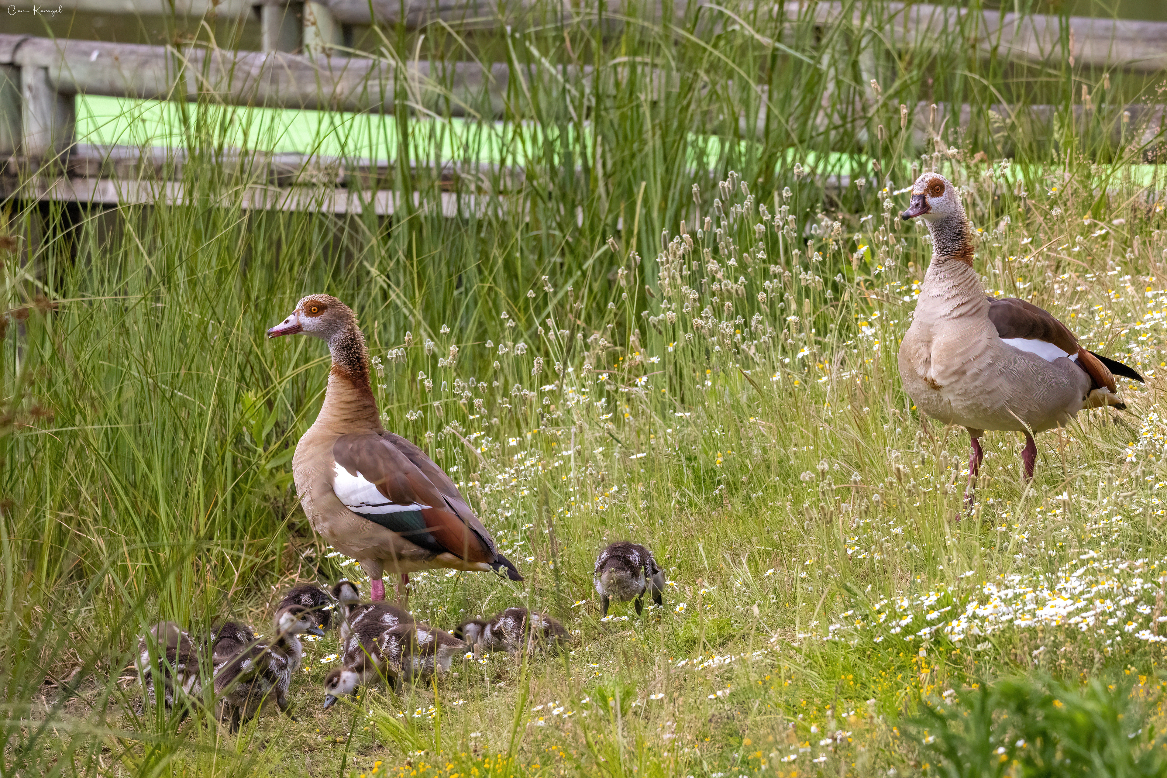 Egyptıan Goose / lısbon
