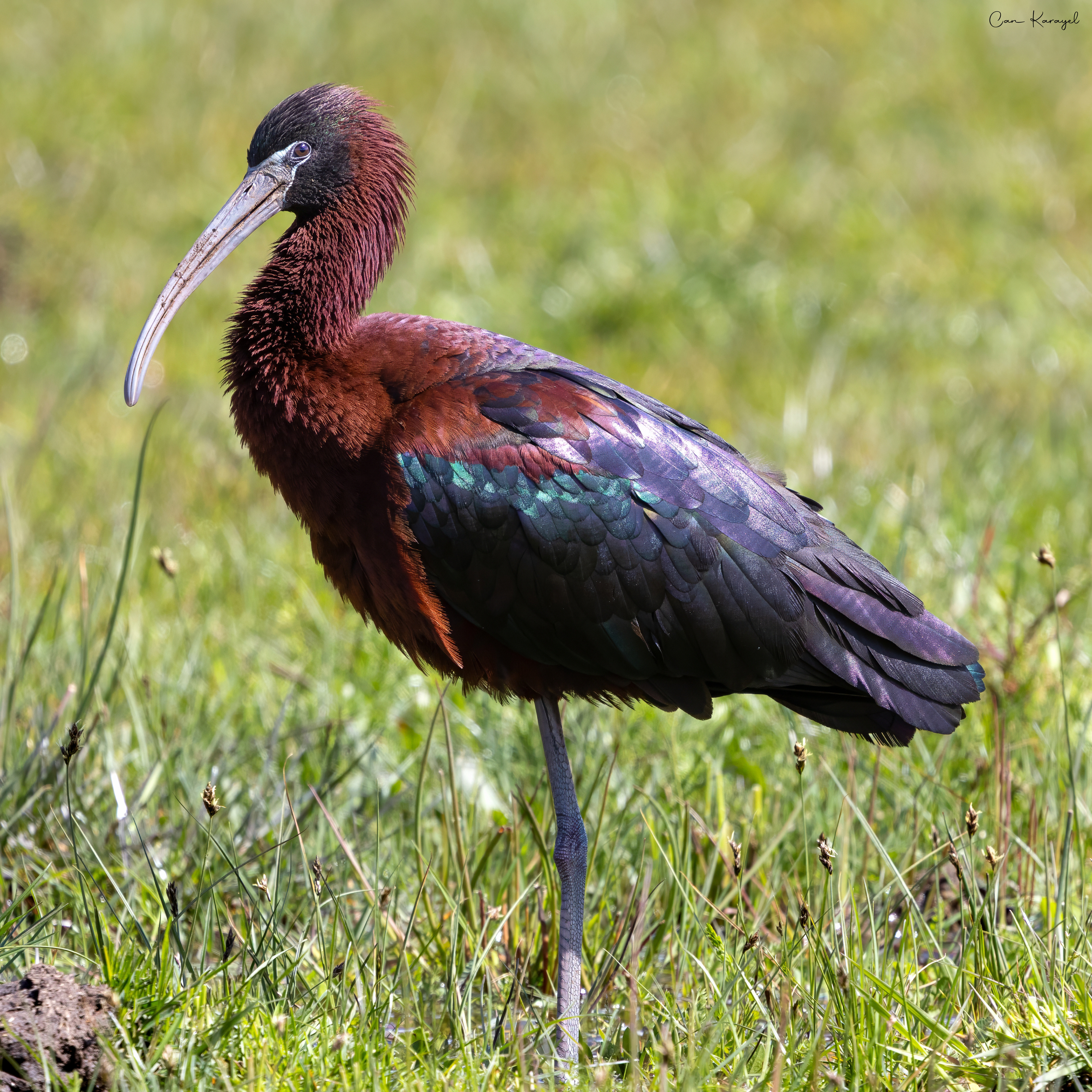 Glossy ıbıs / ıstanbul