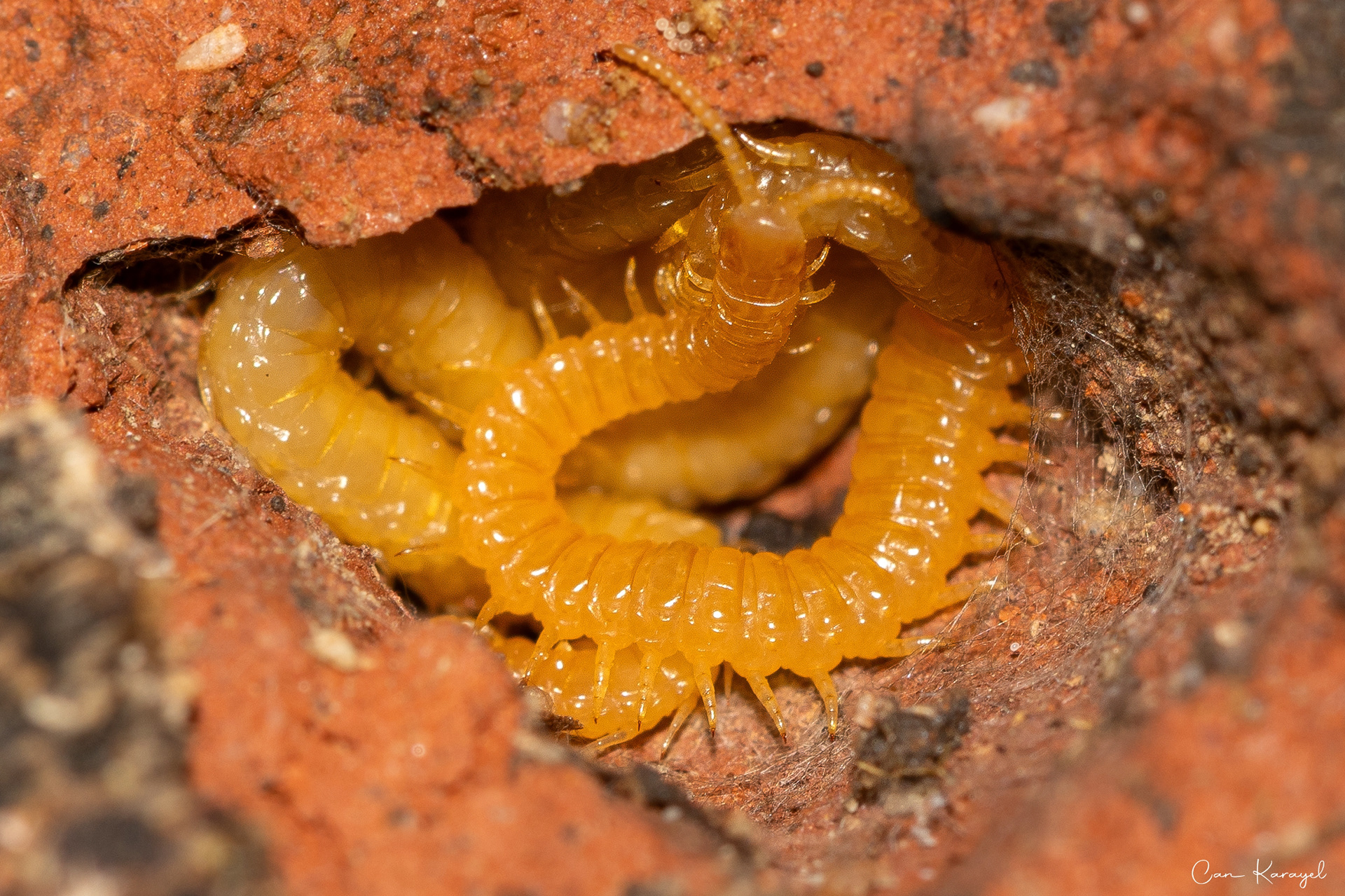 Western Yellow Centıpede (Stıgmatogaster subterranea)