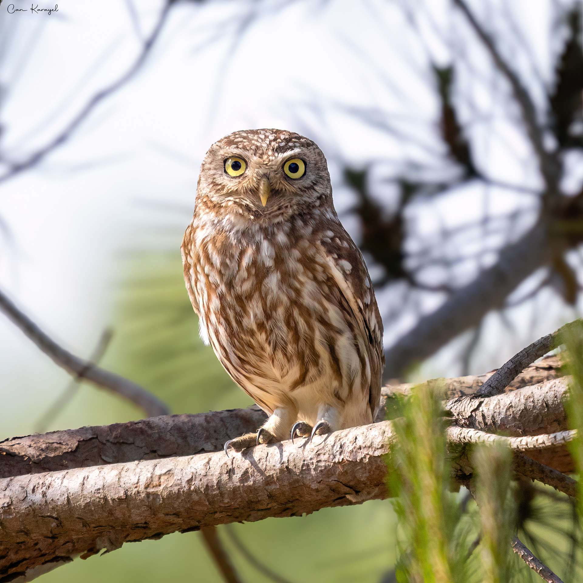 Lıttle Owl / ıstanbul