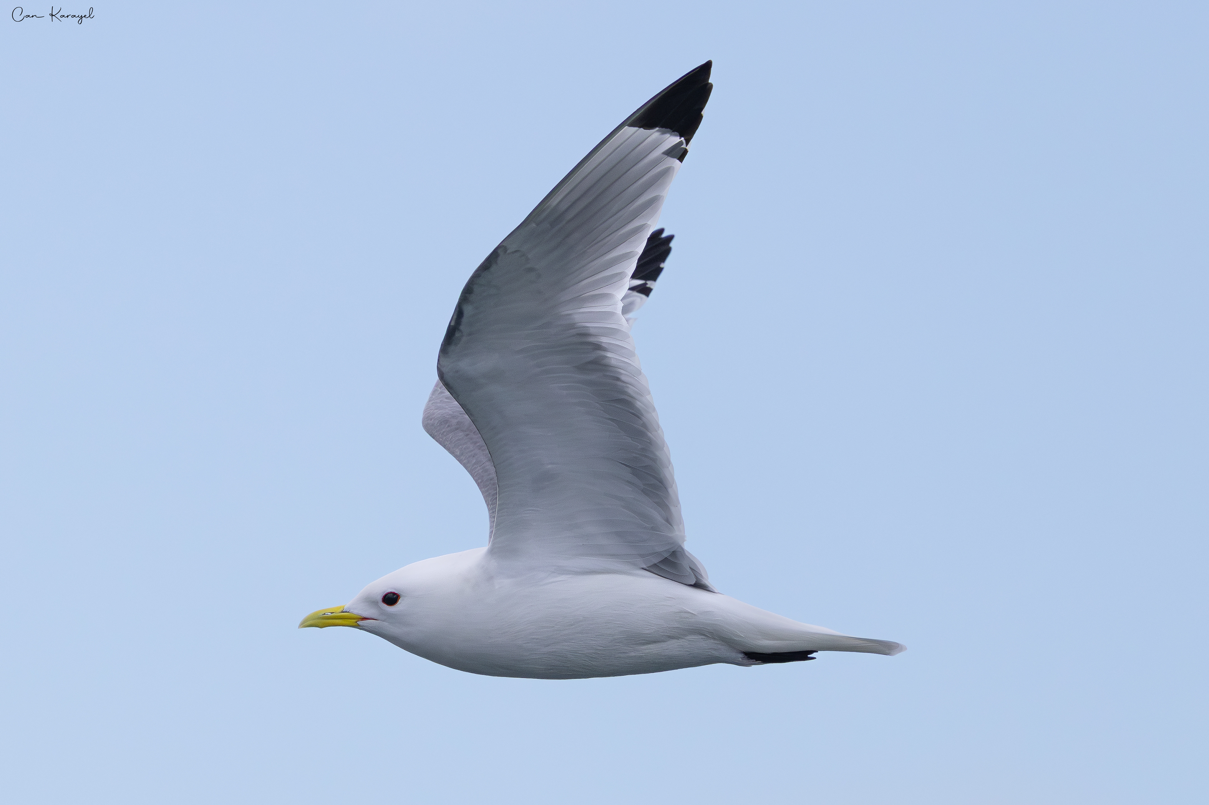 Black-legged kıttıwake / Northumberland