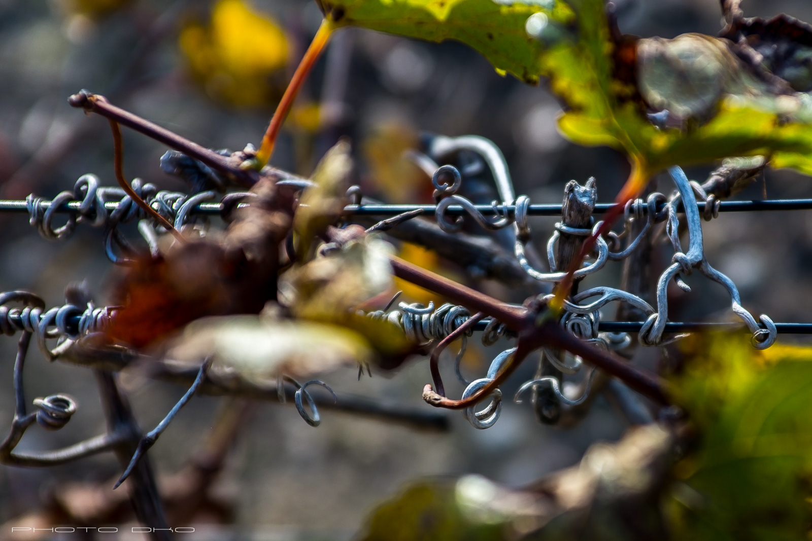 Vignes - Vines