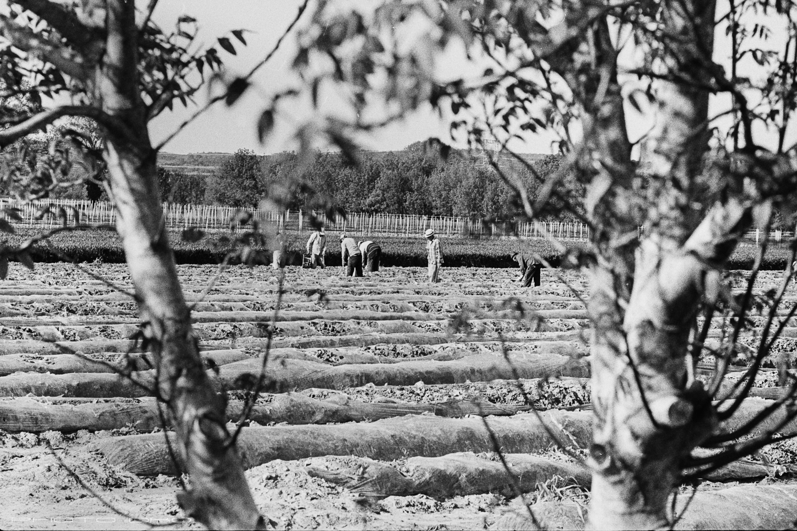 Récolte - Harvest