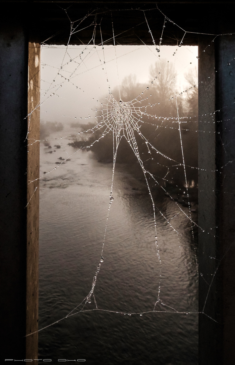 Rosé du matin - Morning dew