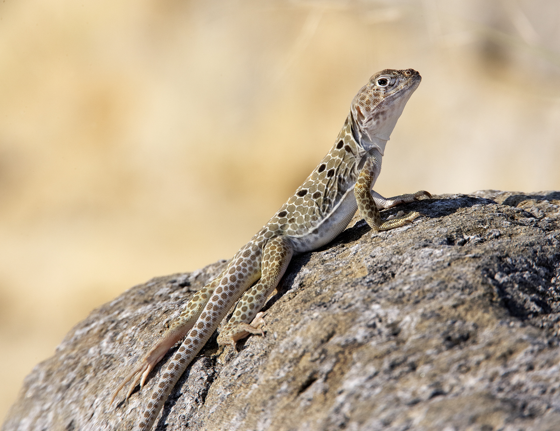 Reticulate Collared Lizard