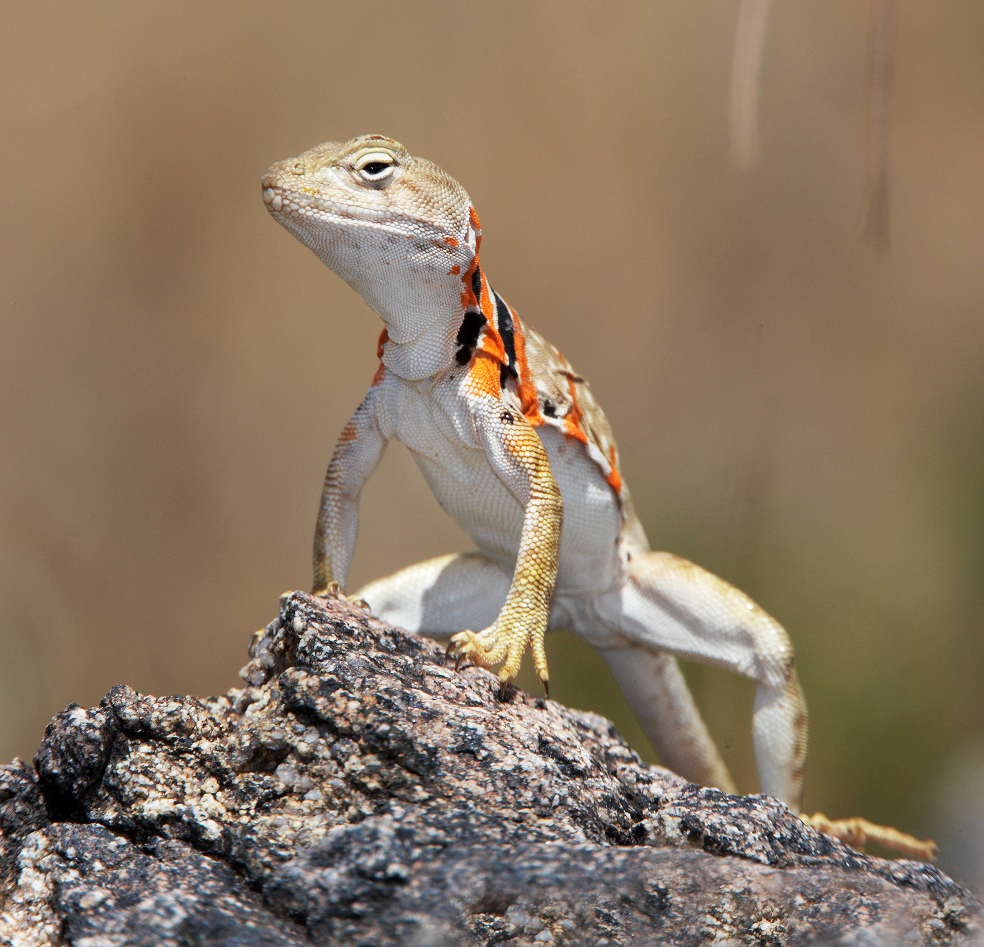 Sonoran Collared Lizard