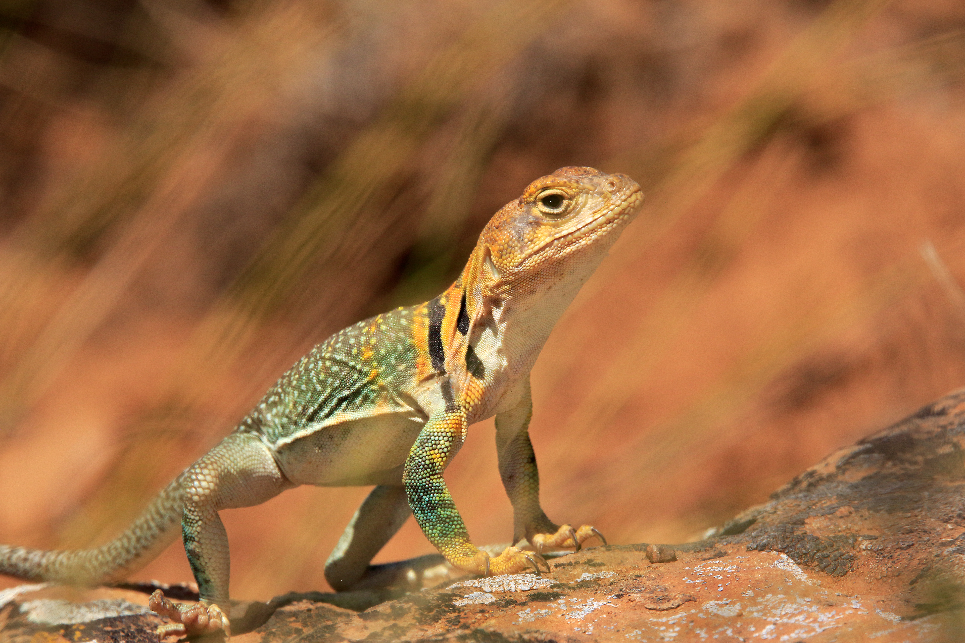Eastern Collared Lizard