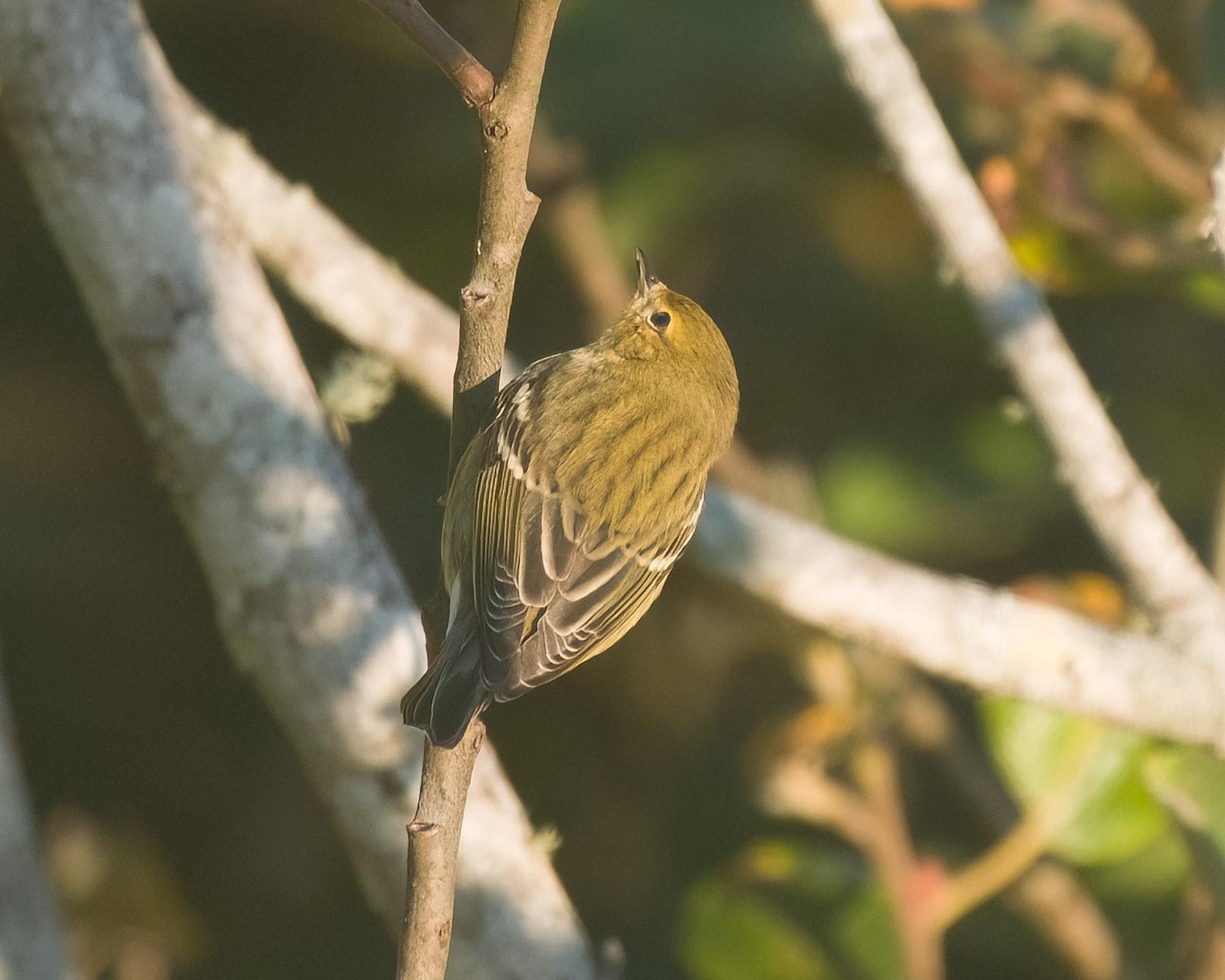 Blackpoll Warbler