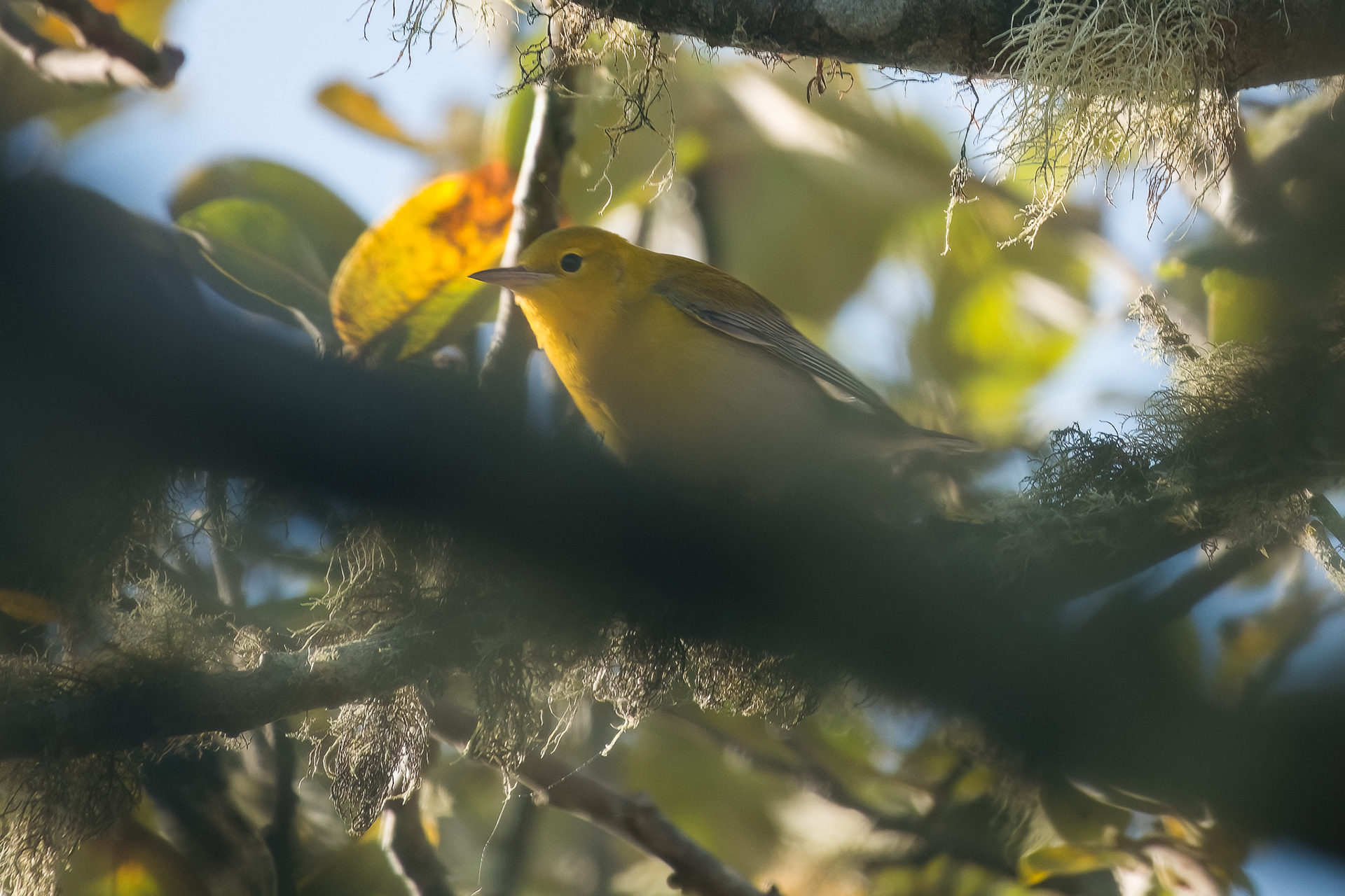 Prothonotary Warbler