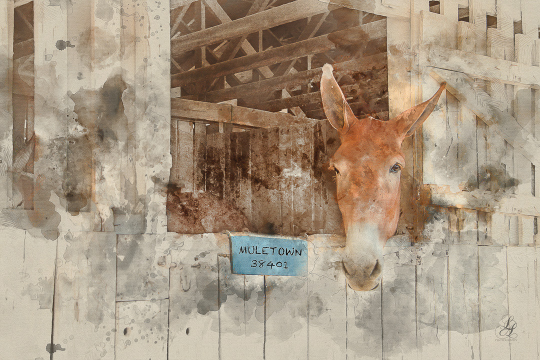 Muletown Mule