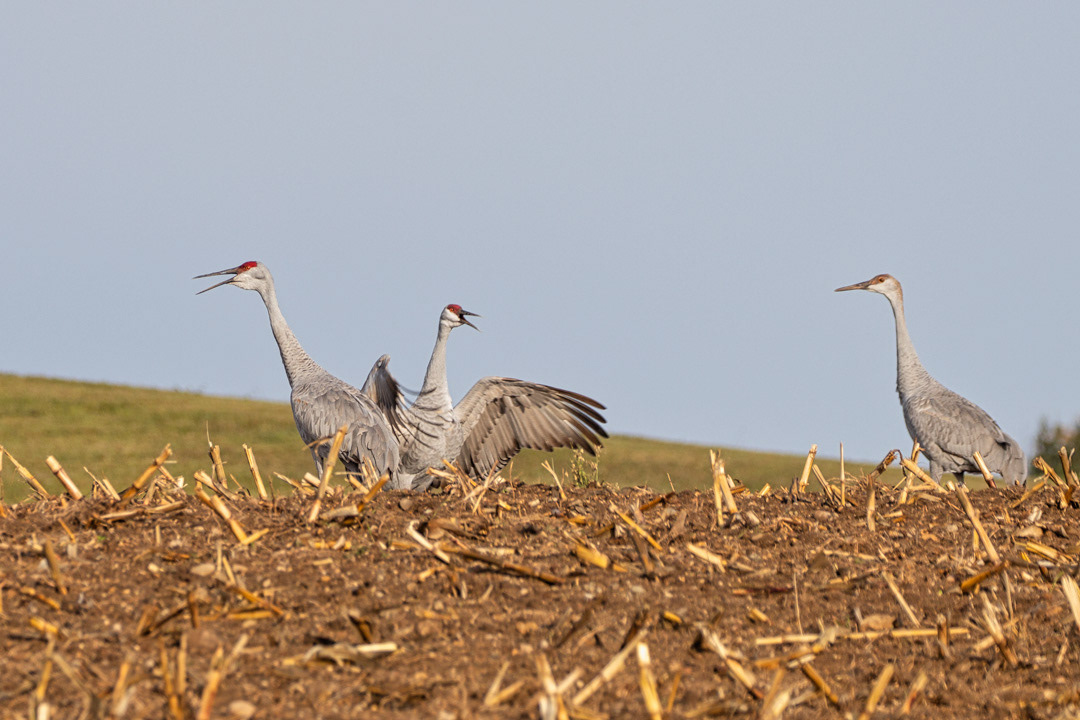 Sandhill Crane
