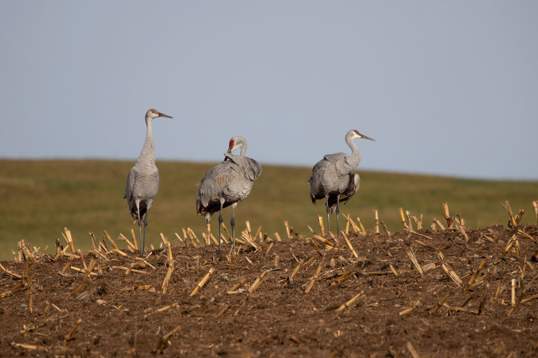 Sandhill Crane