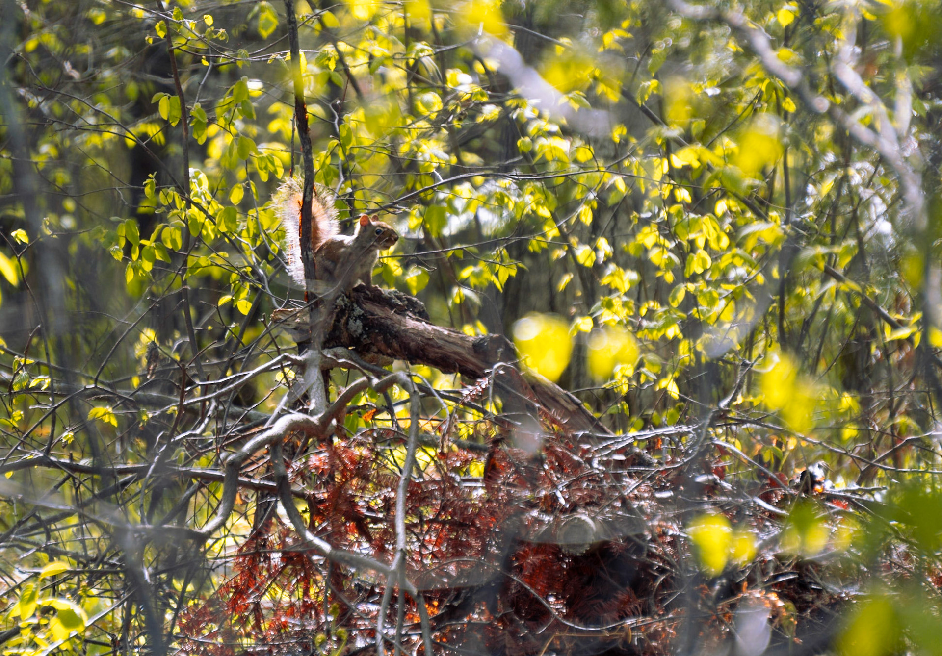 The Tree Dweller