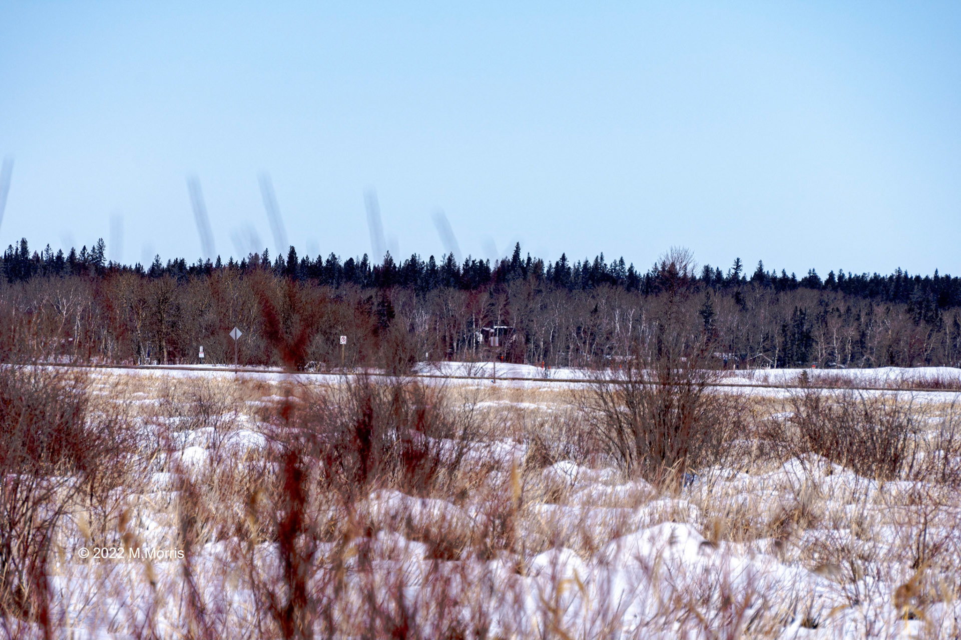 Dogwood in a Marsh