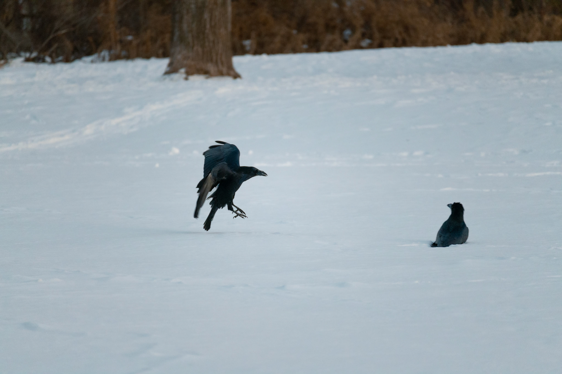 The Crows