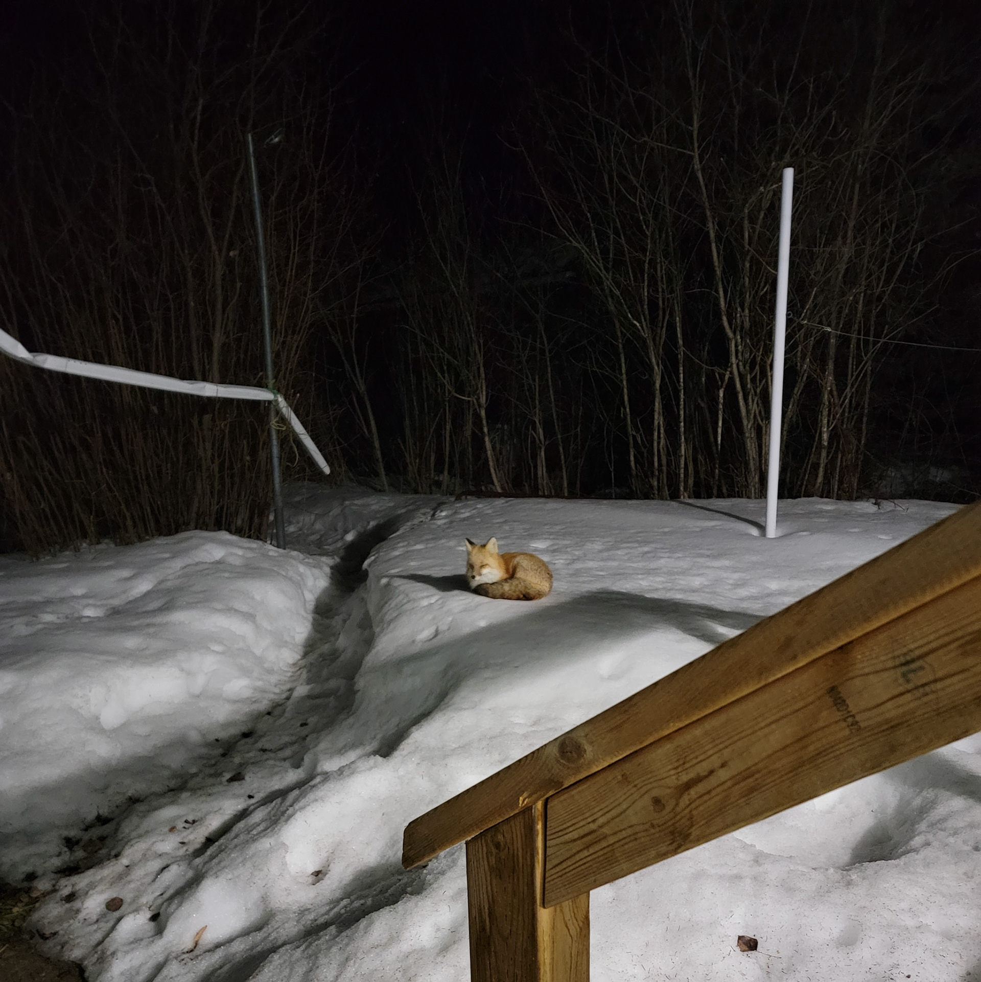 The Resting Fox