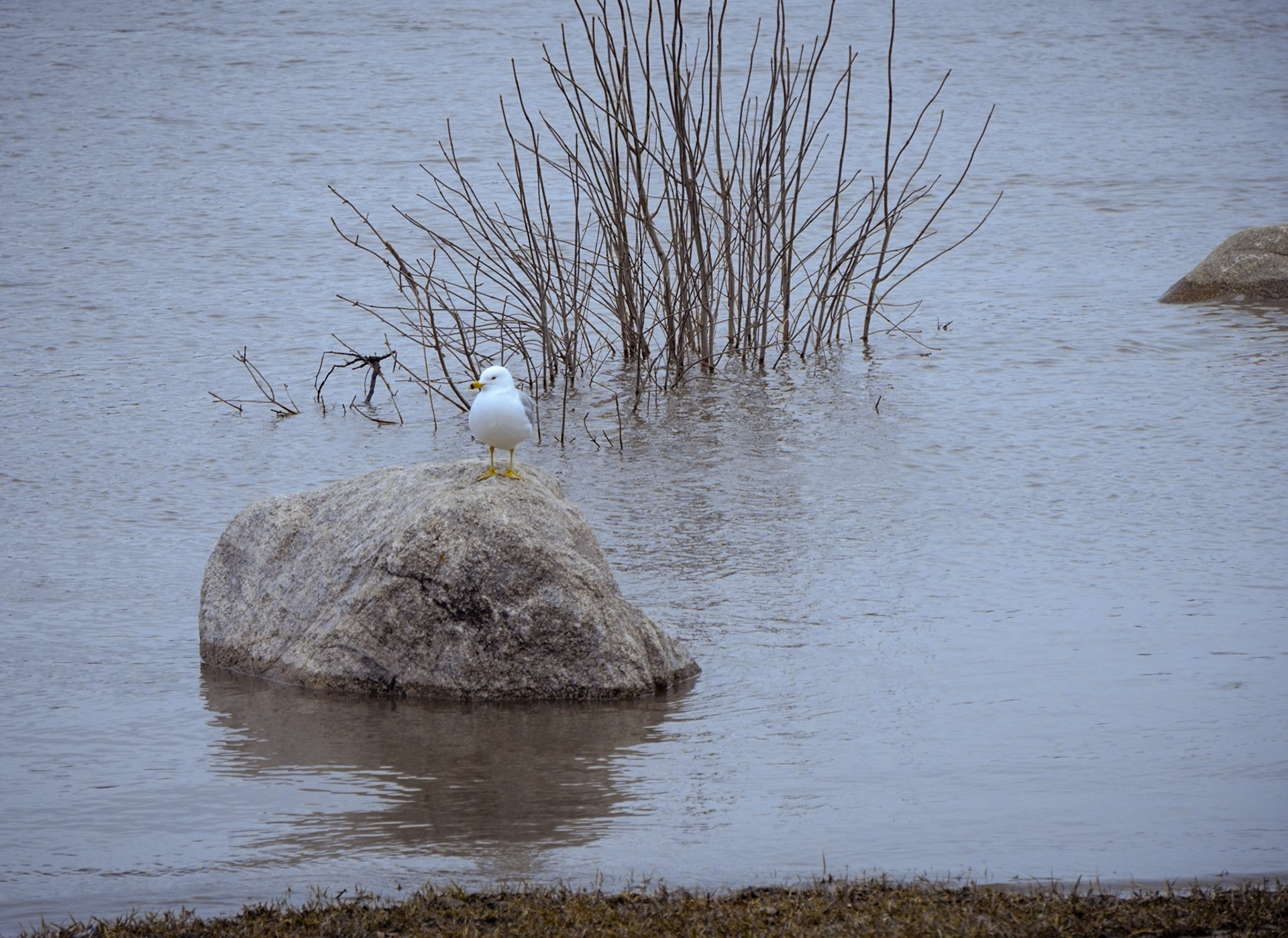 The Lone Seagull