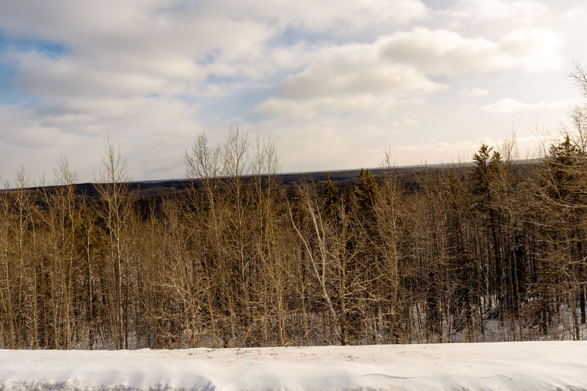 Birch In The Hills