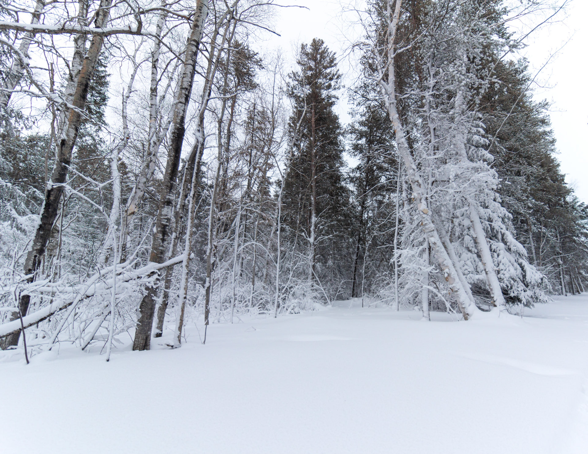 Winter Woods
