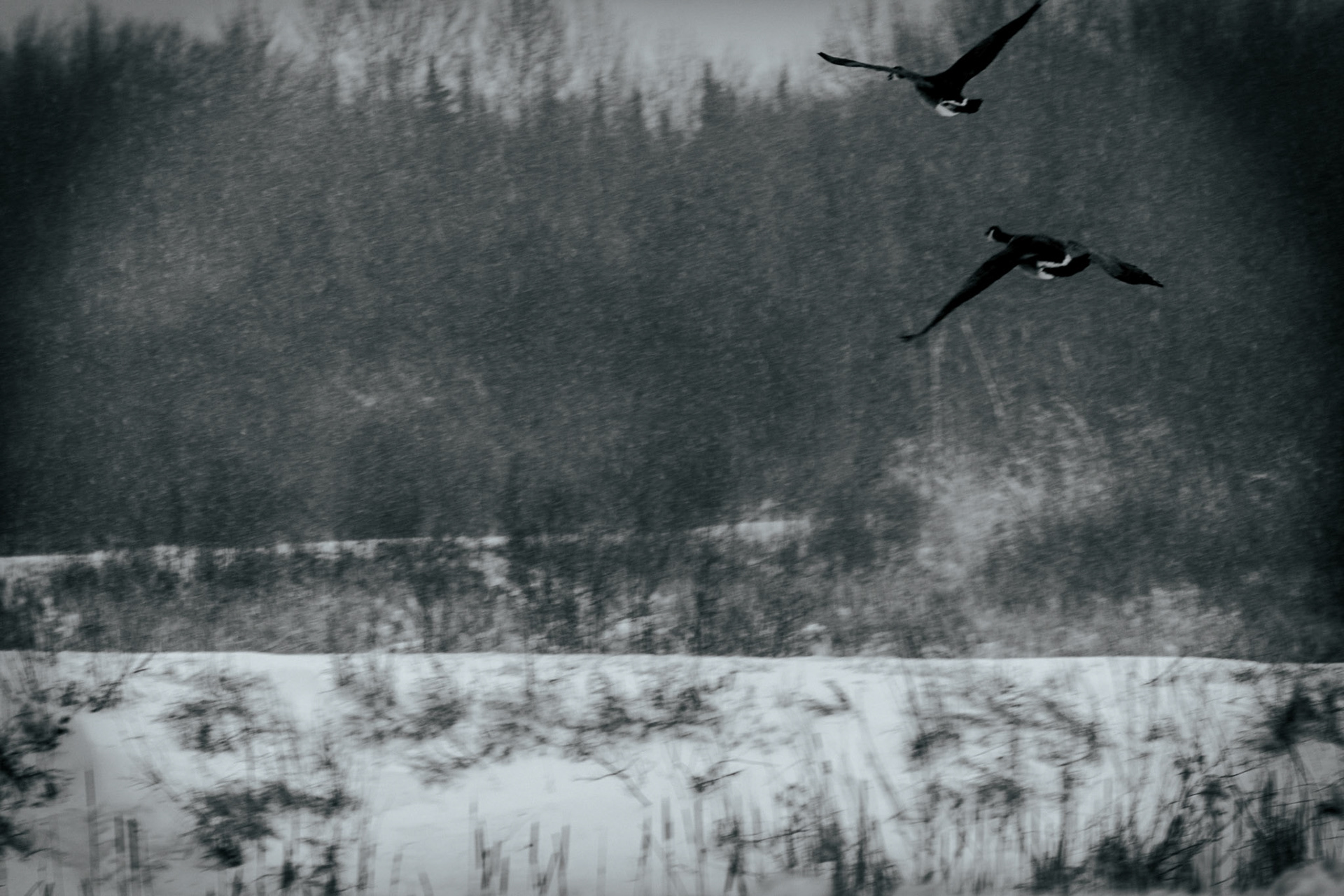 Canada Geese in Flight