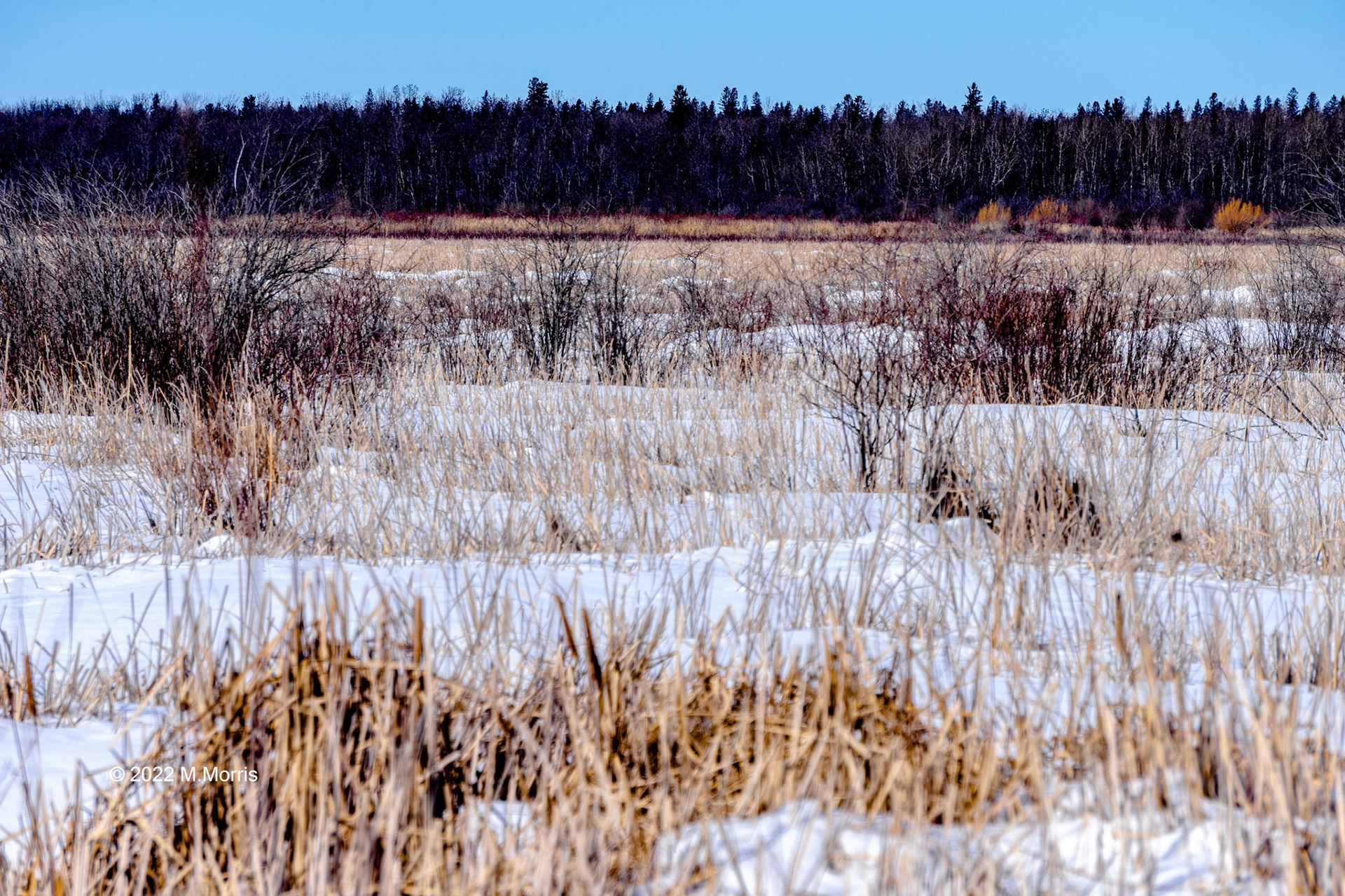 Frozen Marsh Grasses