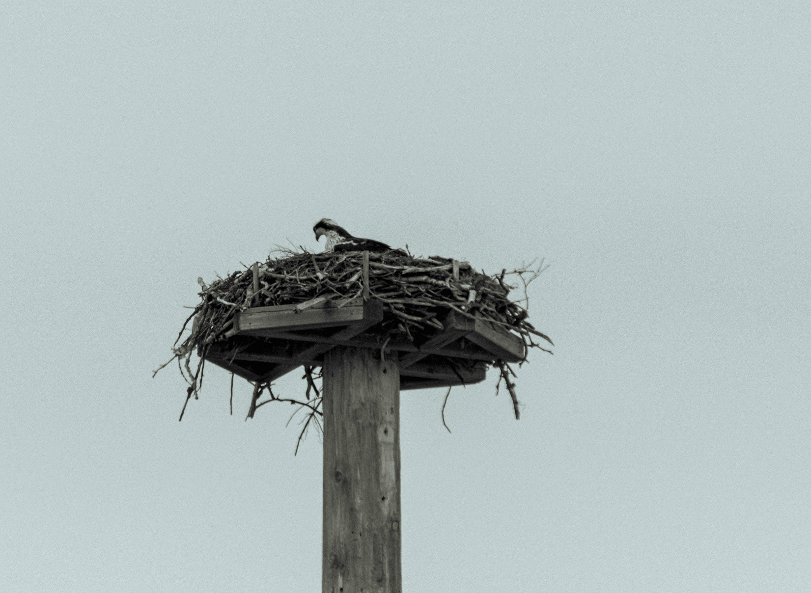 Mother in the Nest