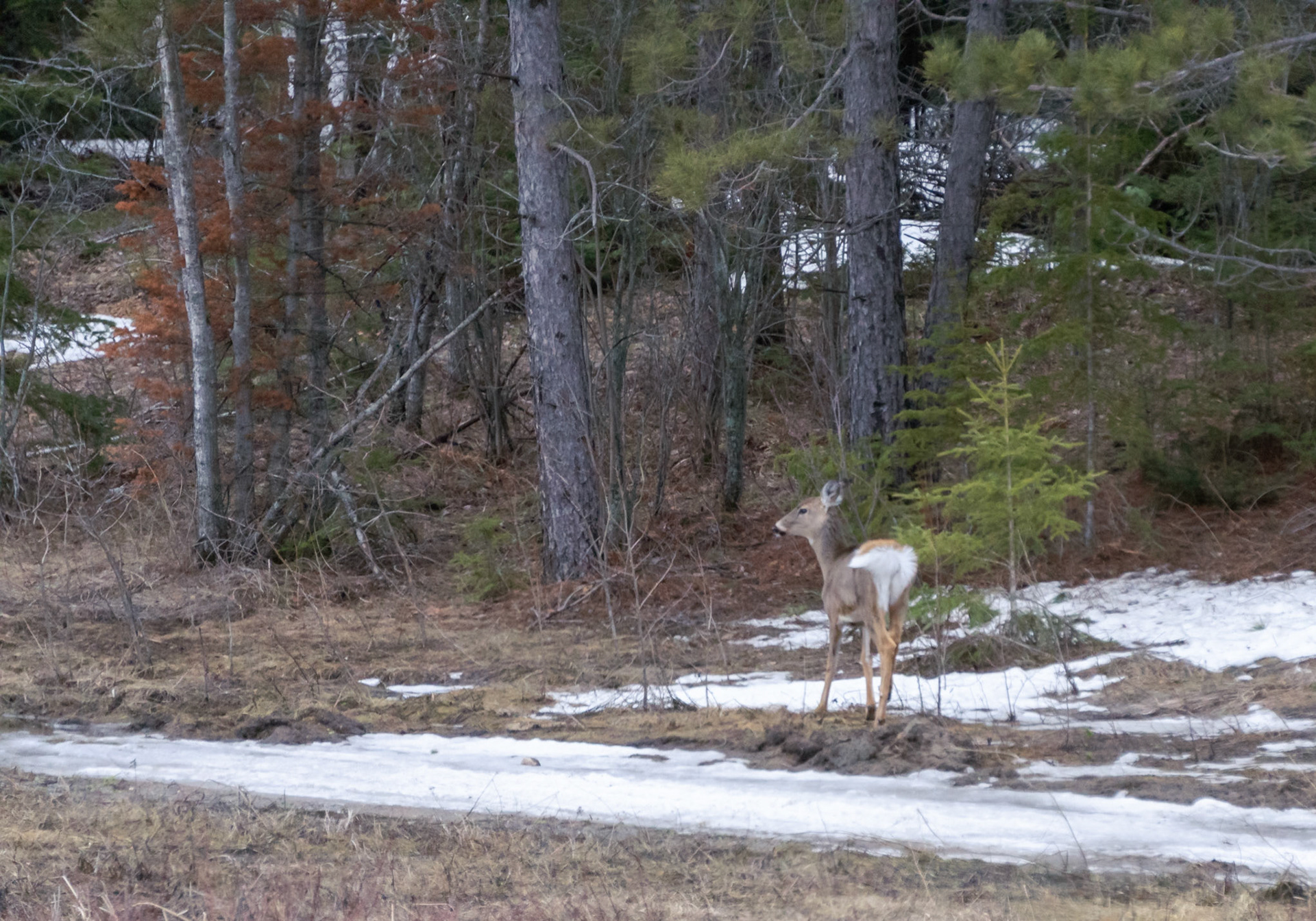 Whitetail Doe 1