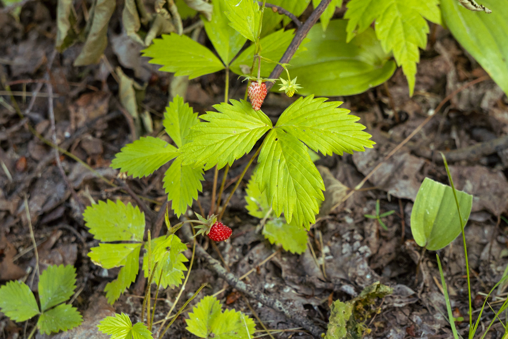 A Wild Treat