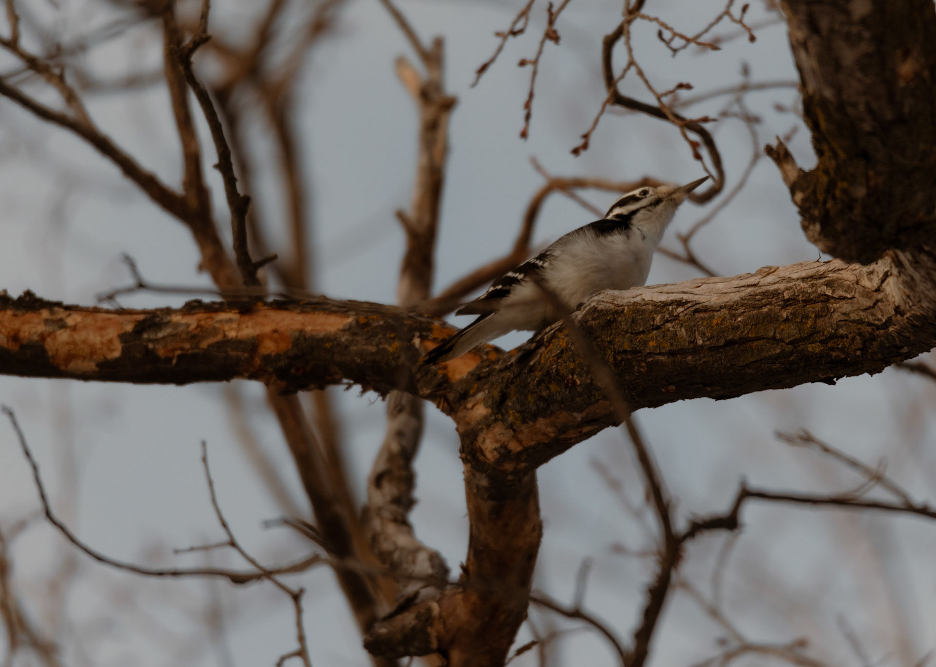 Downy Woodpecker