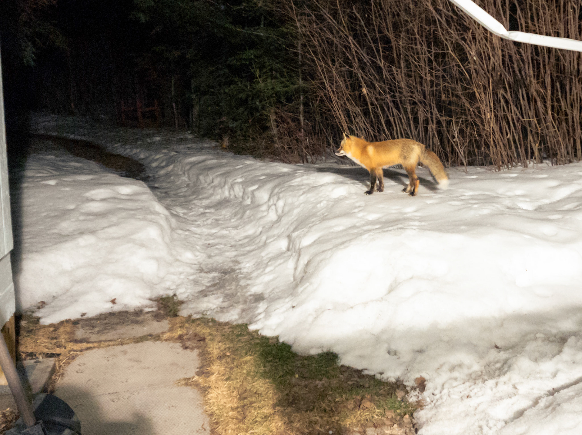 Fox In Front of Shrub