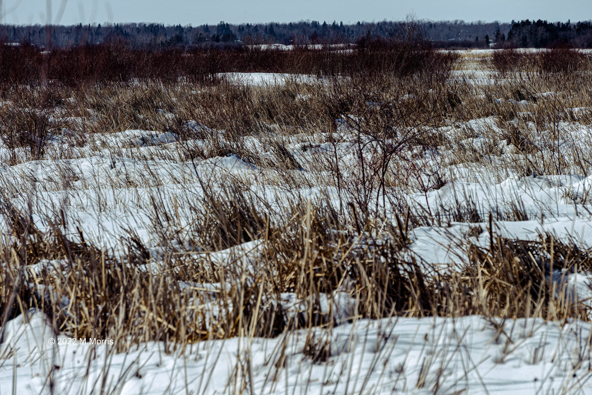 Low In The Grasses