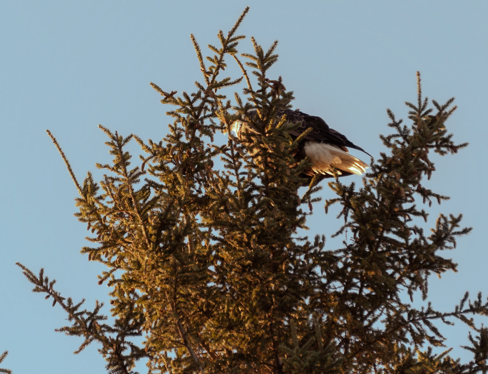 Eagle in the Tree