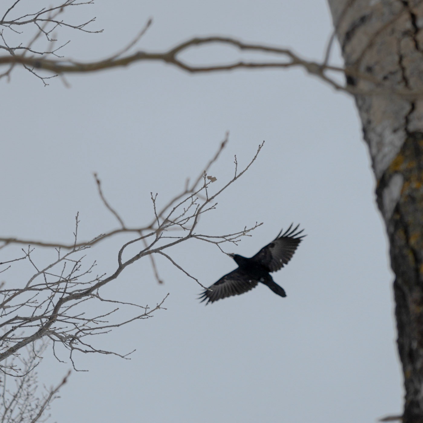 The Raven Overhead