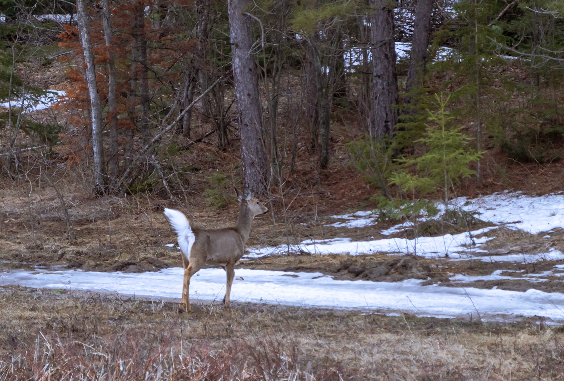 Whitetail on the Fly